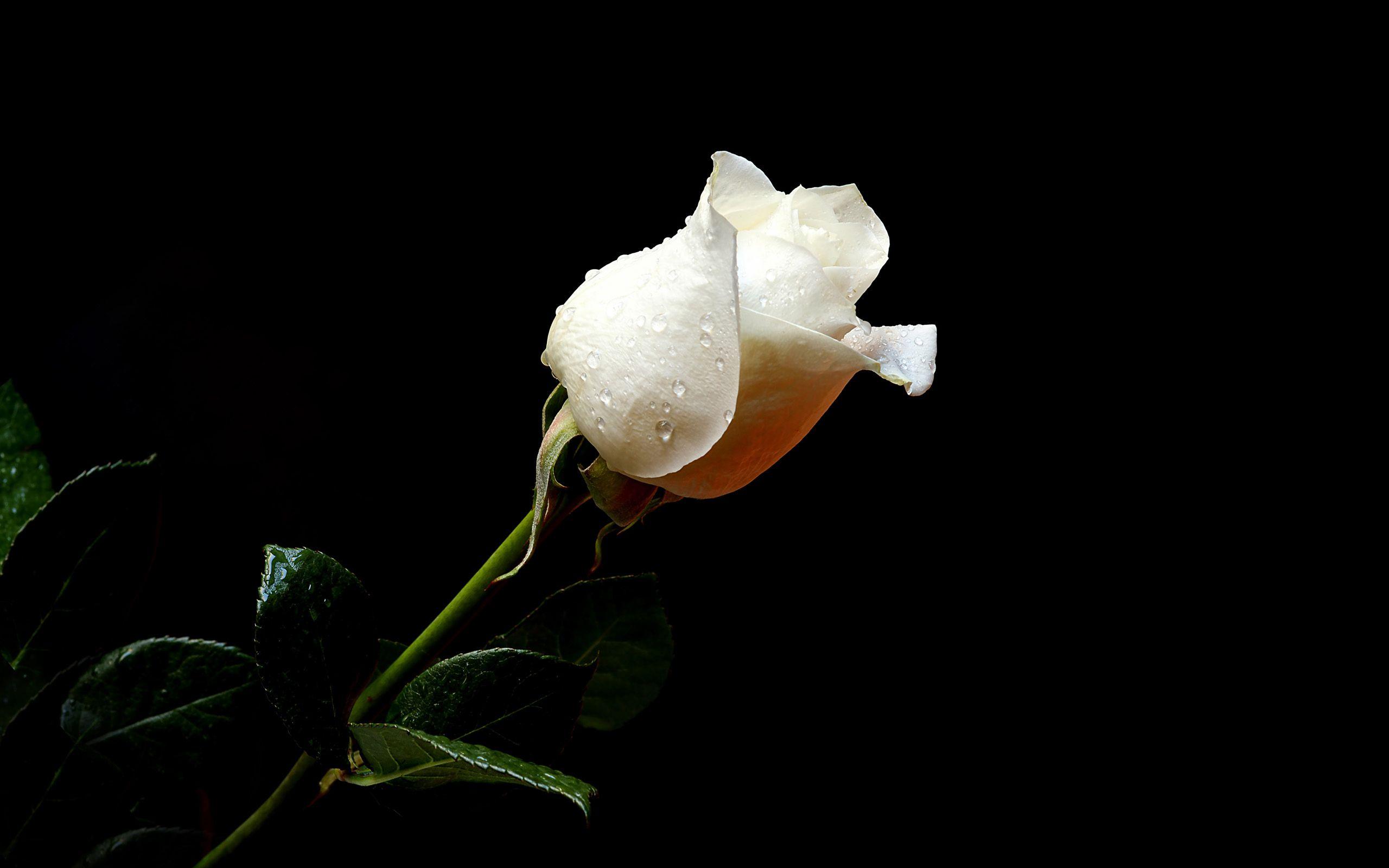 Desktop Wallpaper Flowers Rose