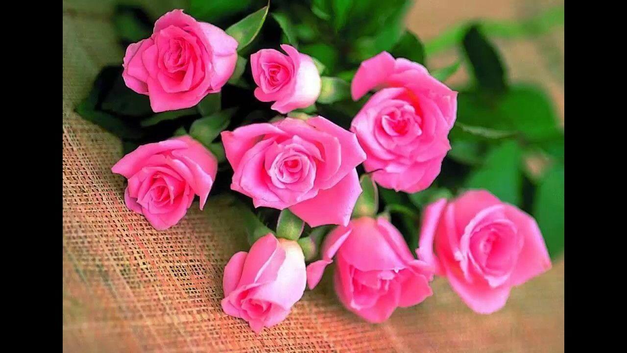 Pink roses, Special Pink Rose HD Wallpaper Image, Beautiful Pink
