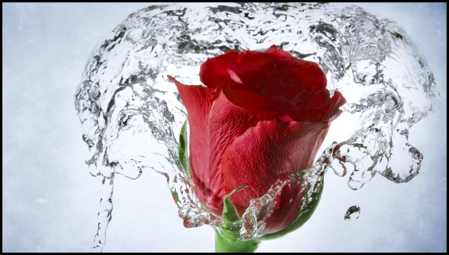 Unbelievable Nature Flower HD Wallpaper Rose Pics For Concept