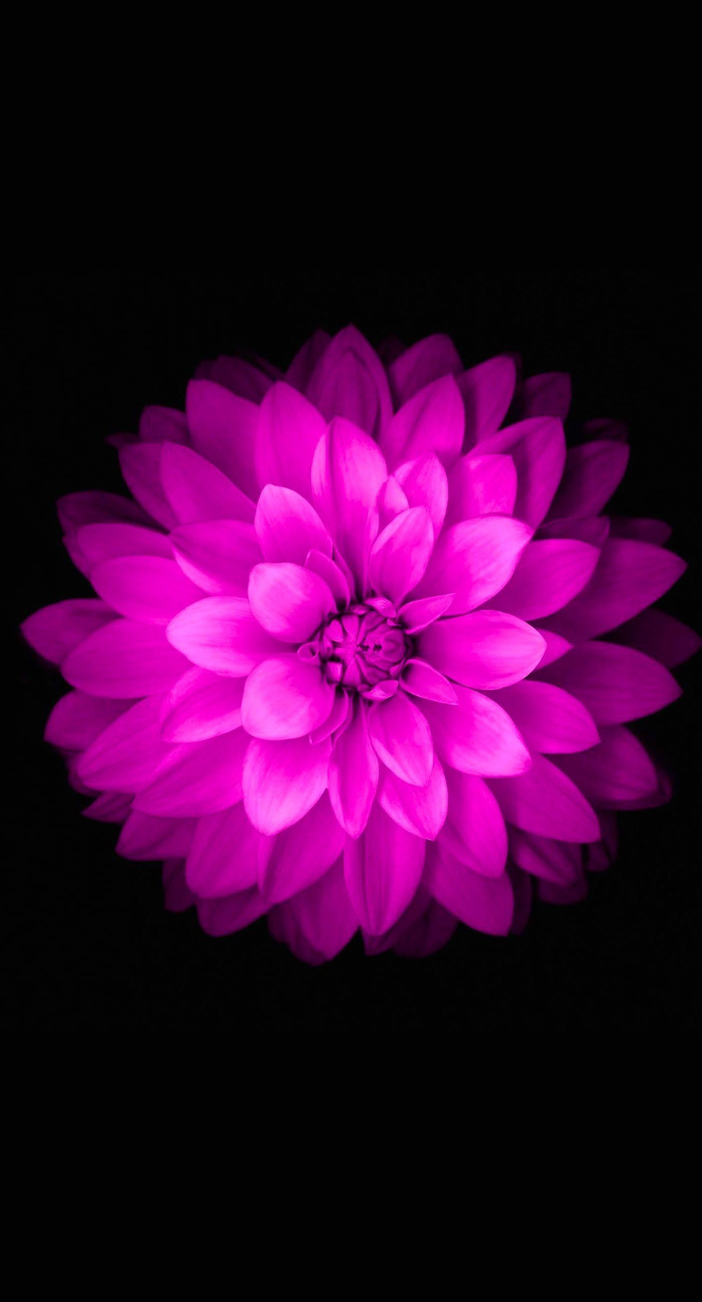 Purple Flower Wallpaper for iPhone. Image