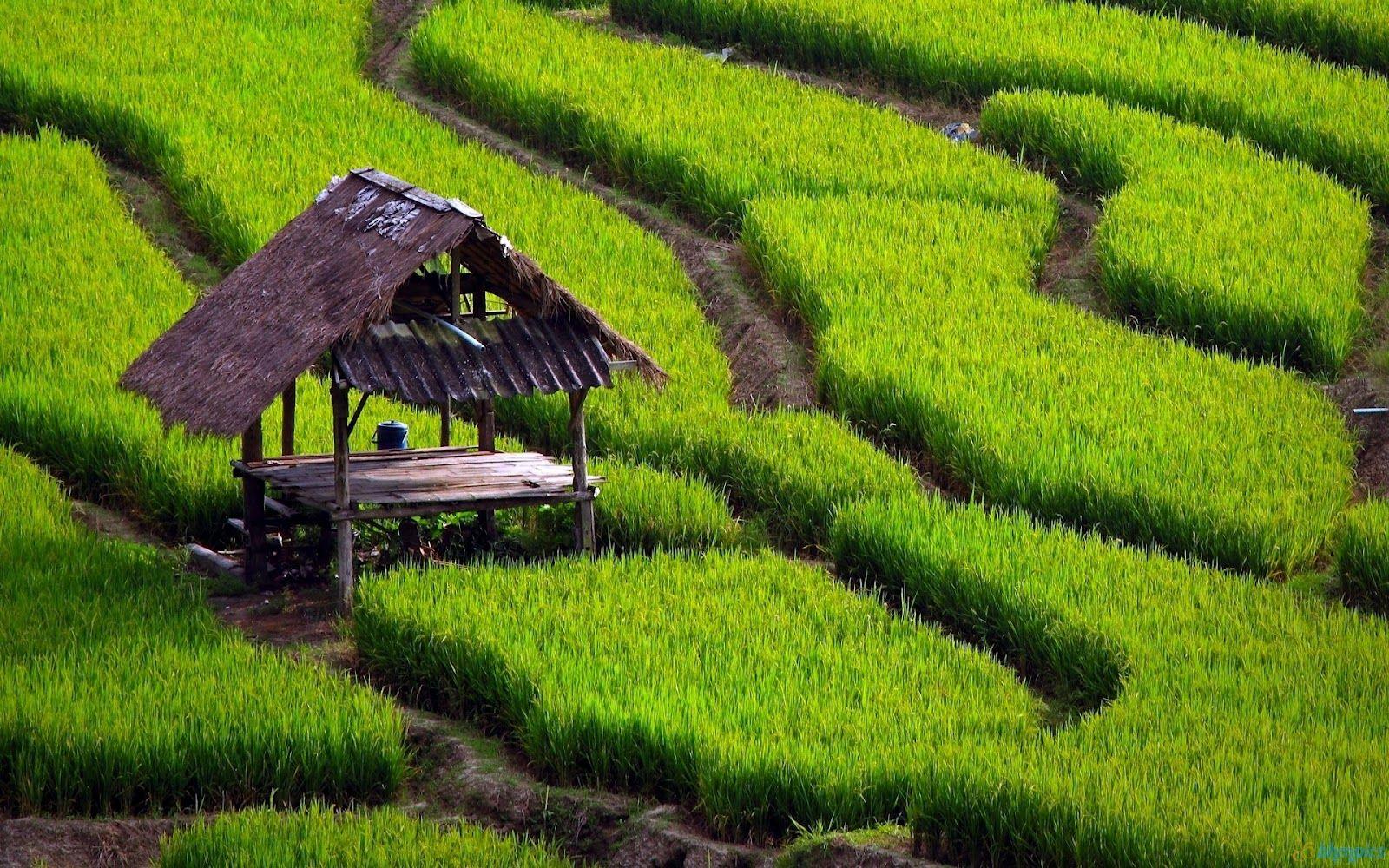 Free Best Picture: Paddy Fields Wallpaper & Paddy Fields Picture