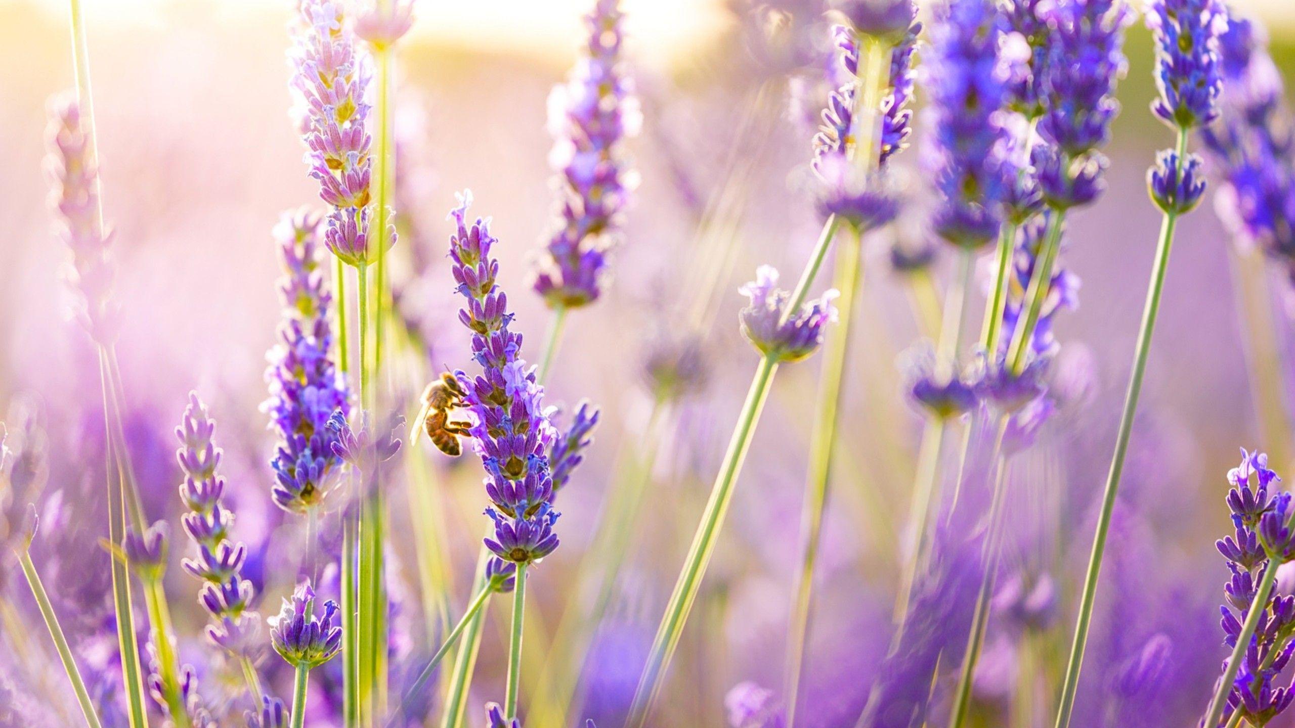 Lavender Flowers 1440P Resolution HD 4k Wallpaper, Image