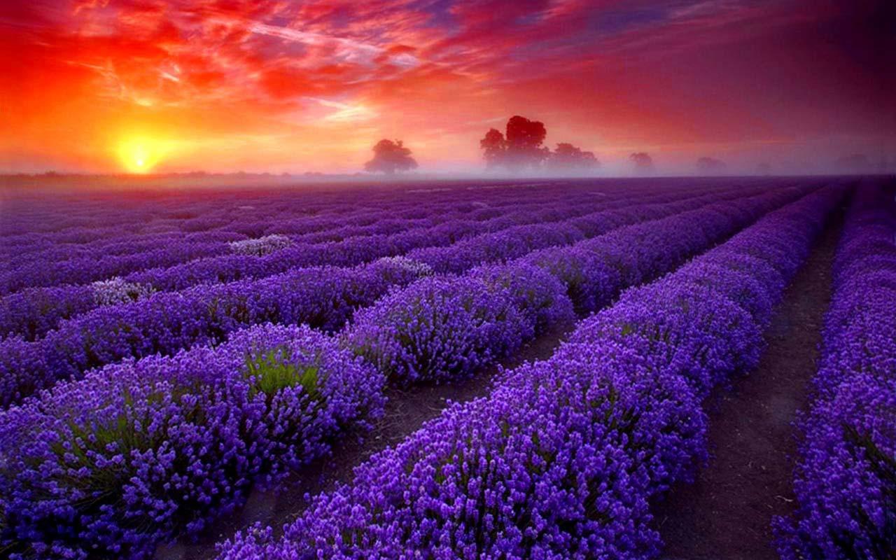 Lavender Wallpapers - Wallpaper Cave