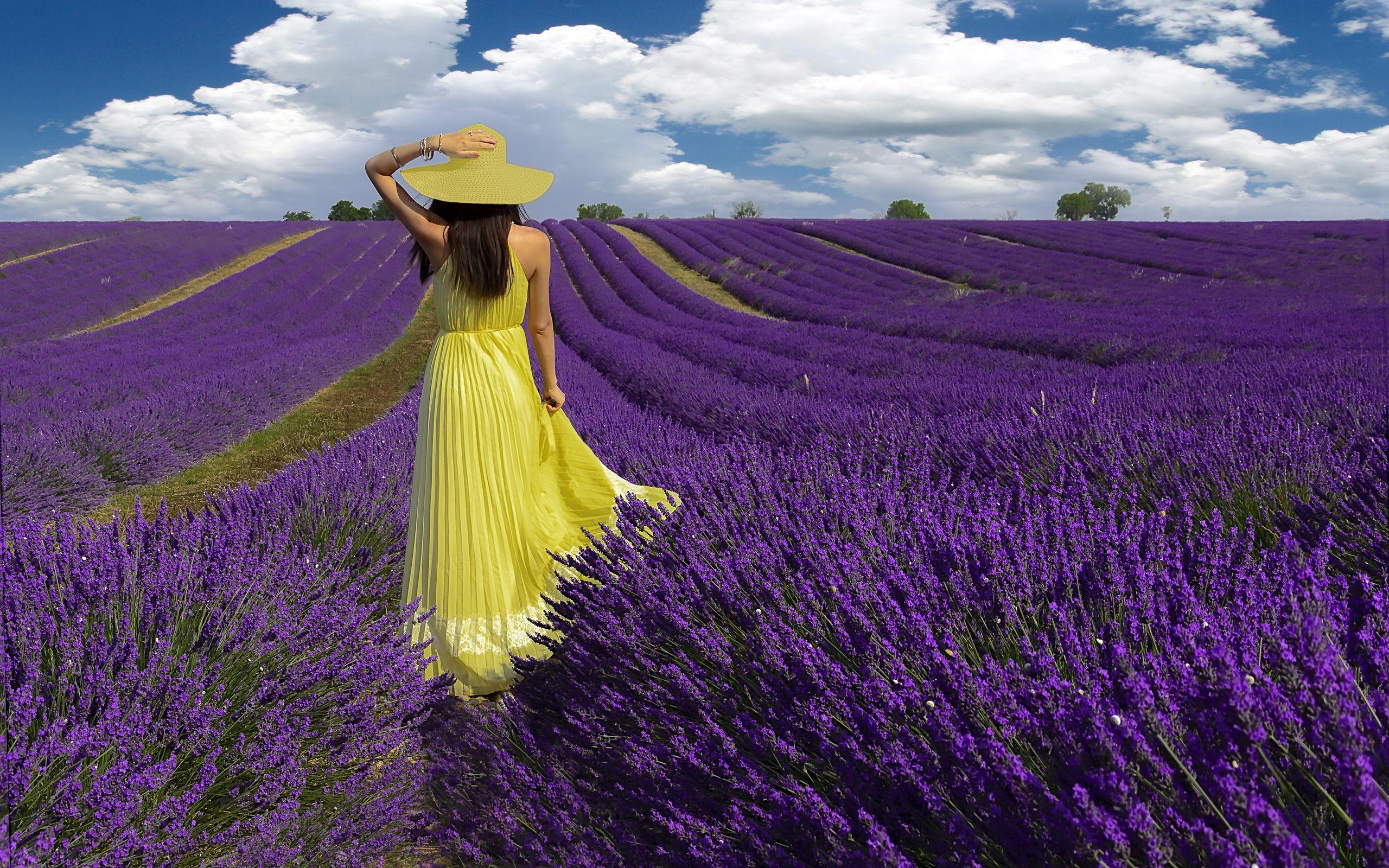 Girl in Lavender Field HD Wallpapers