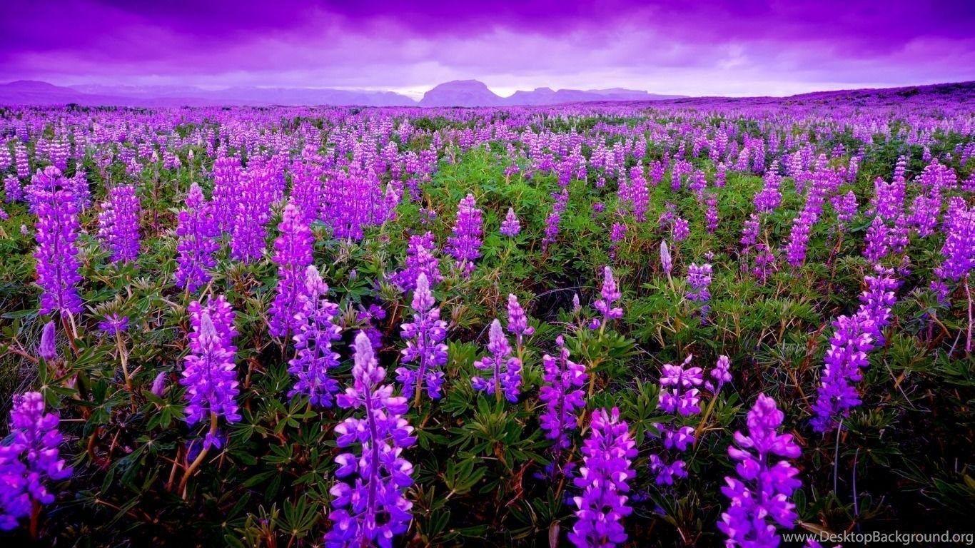 Lavender HD Wallpaper Desktop Background