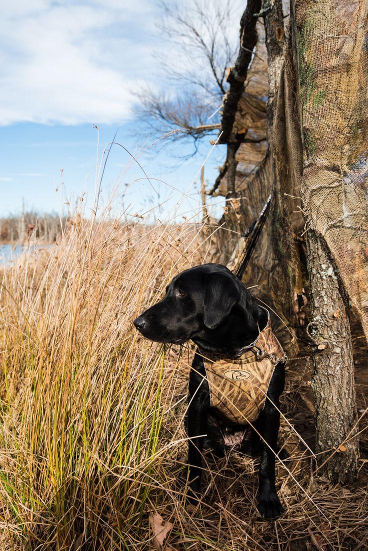 Black Lab Duck Hunting Wallpapers - Wallpaper Cave
