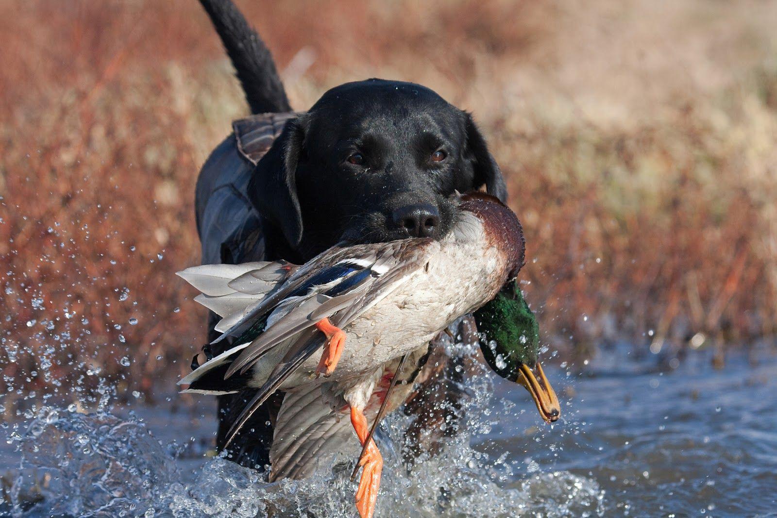 The Top Five Breed of Dogs That Can Help Make Your Texas Duck