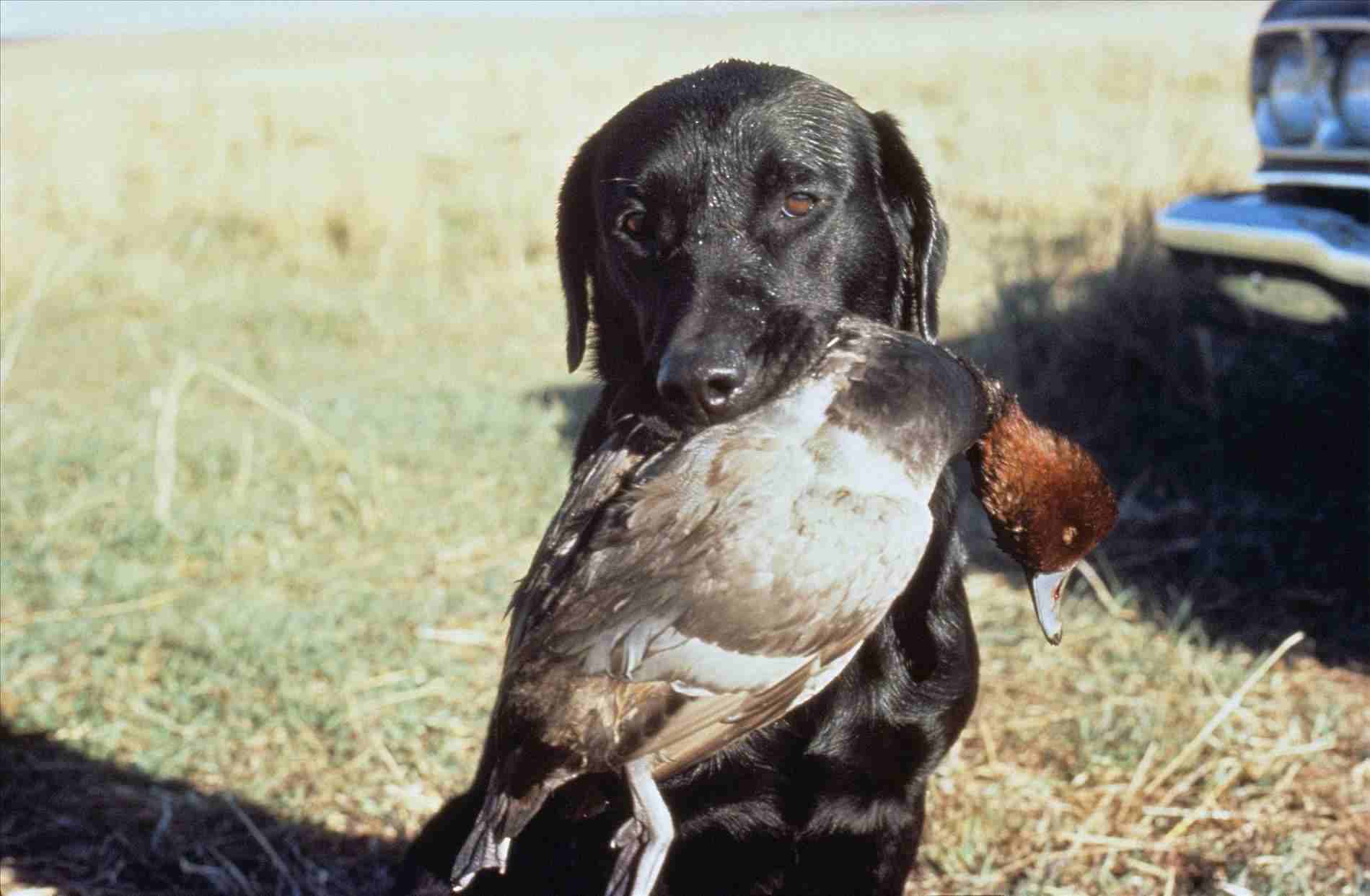 Duck Hunting Puppy