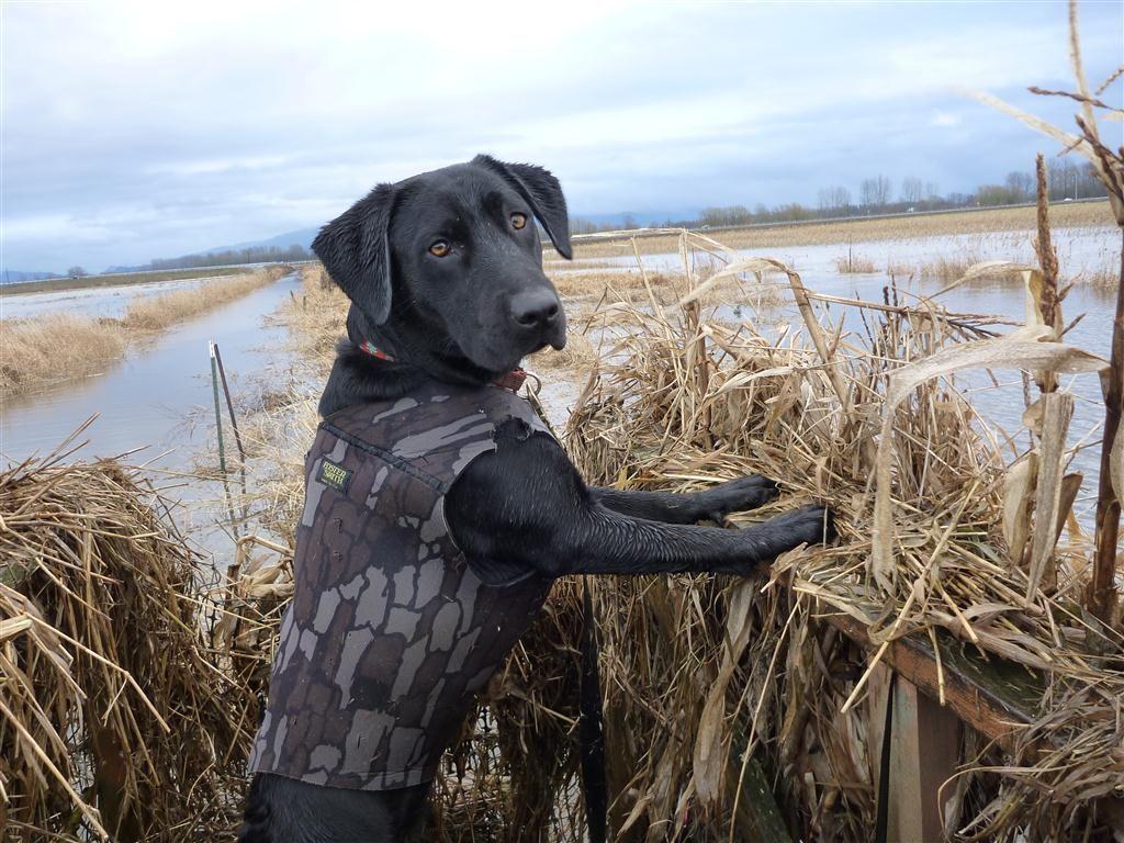 Dogs love to hunt. Hunting & Outdoors. Dog, Hunting