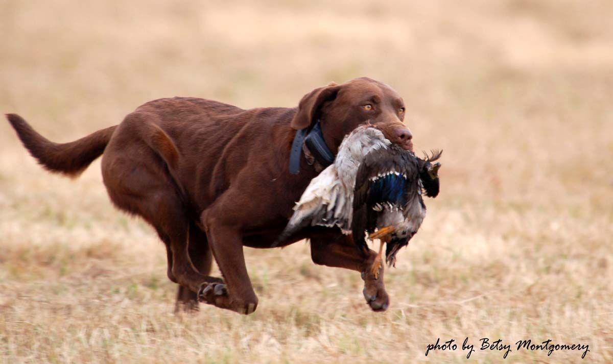 Duck Hunting Labrador Retrievers 16 Desktop Wallpaper