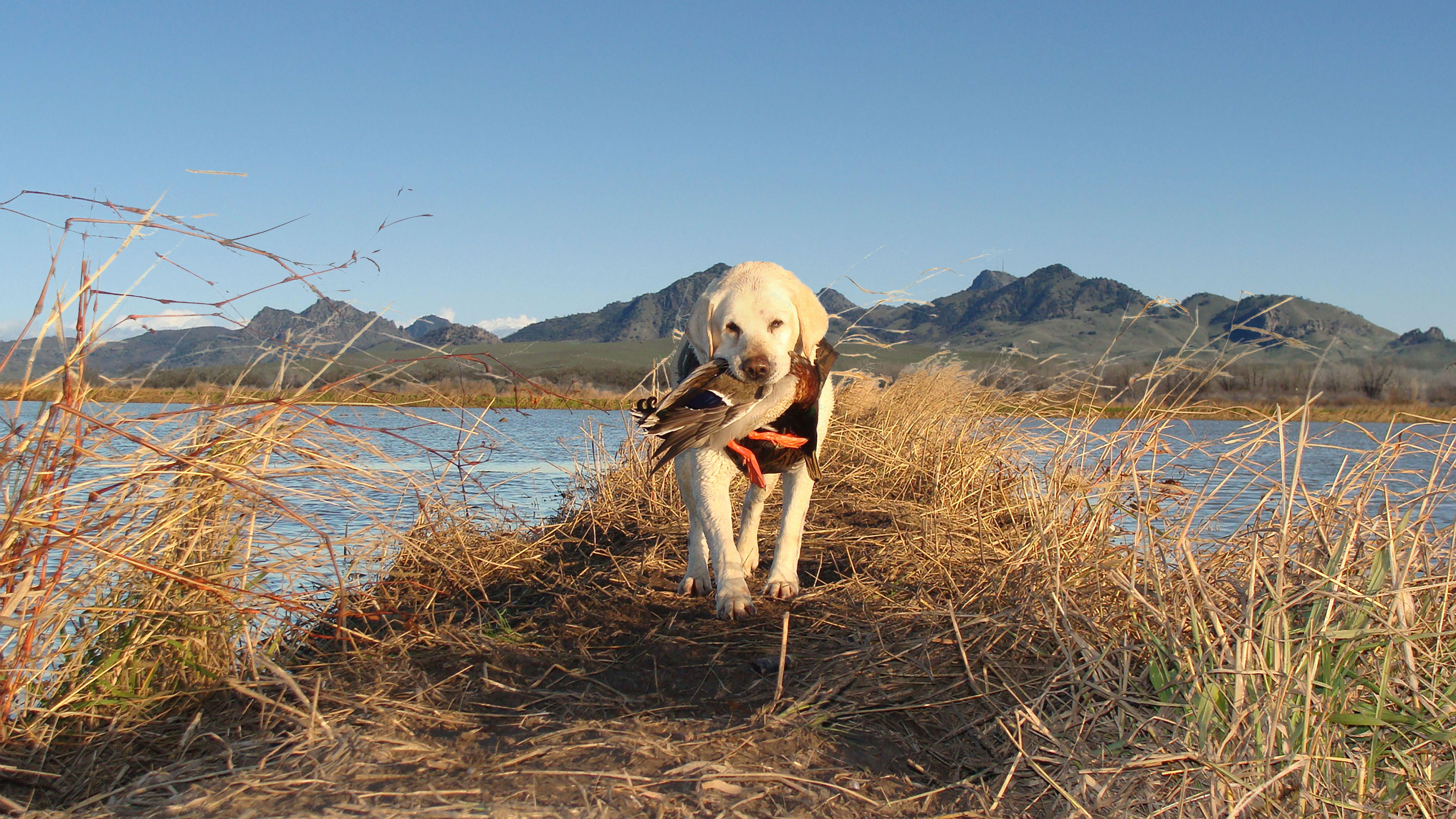 Black Lab Duck Hunting Wallpapers - Wallpaper Cave