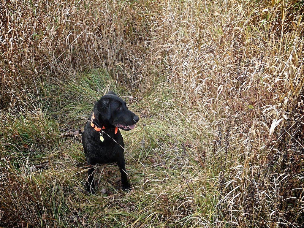On TheEdge: Pheasant Hunting With The Pups