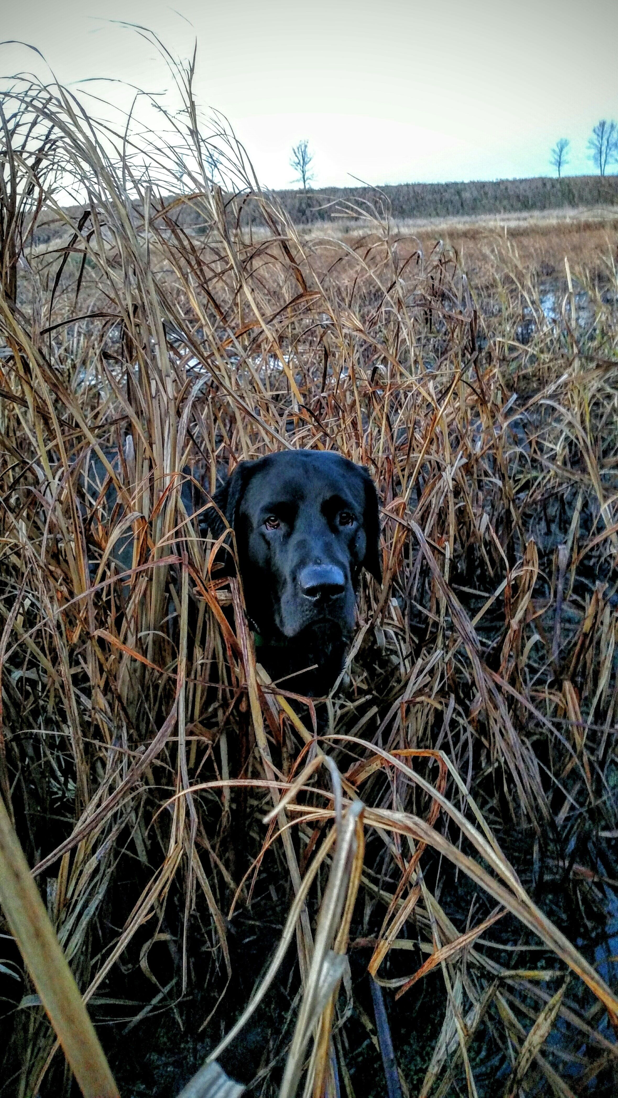 Free of Black labrador, duck hunting, duck slough