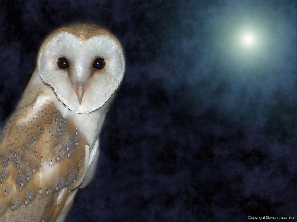 Free Barn Owl Wallpaper Desktop Background at Wildlife Monodomo
