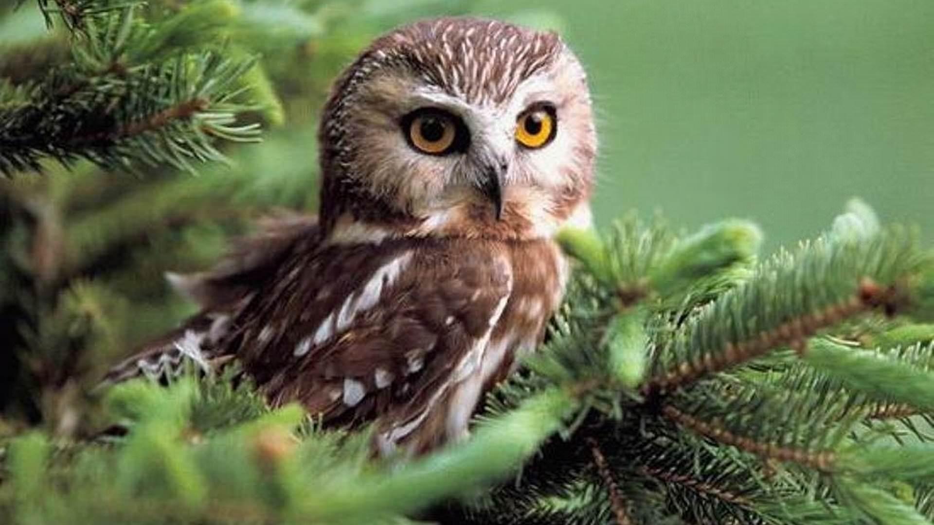 Awesome Owl free background for full HD 1080p desktop
