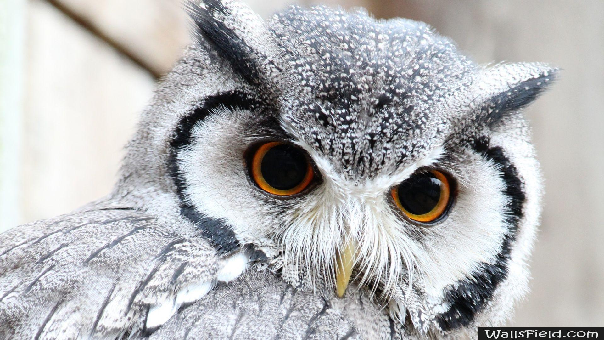 Cute Owl. Free HD wallpaper, HD wallpaper
