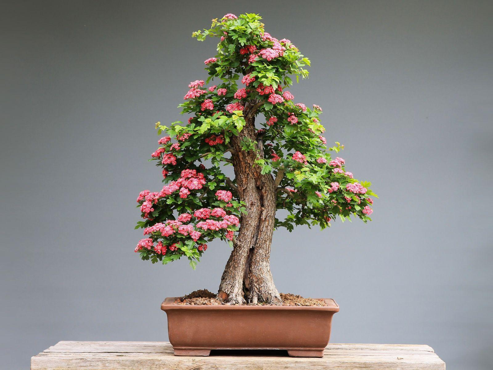 Tổng hợp nhiều hơn 101 hình nền bonsai mới nhất  cbnguyendinhchieu