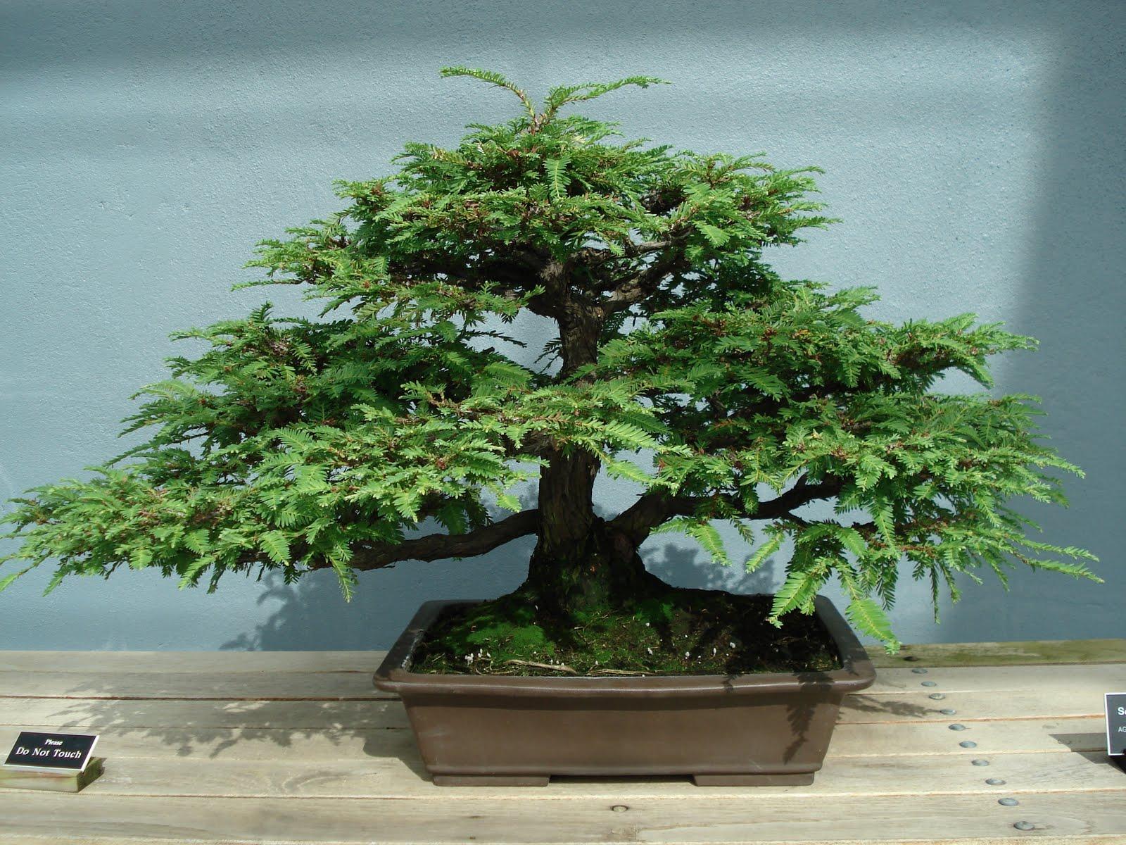 Wallpapers Bonsai Tree 1600x10 Wallpaper Cave