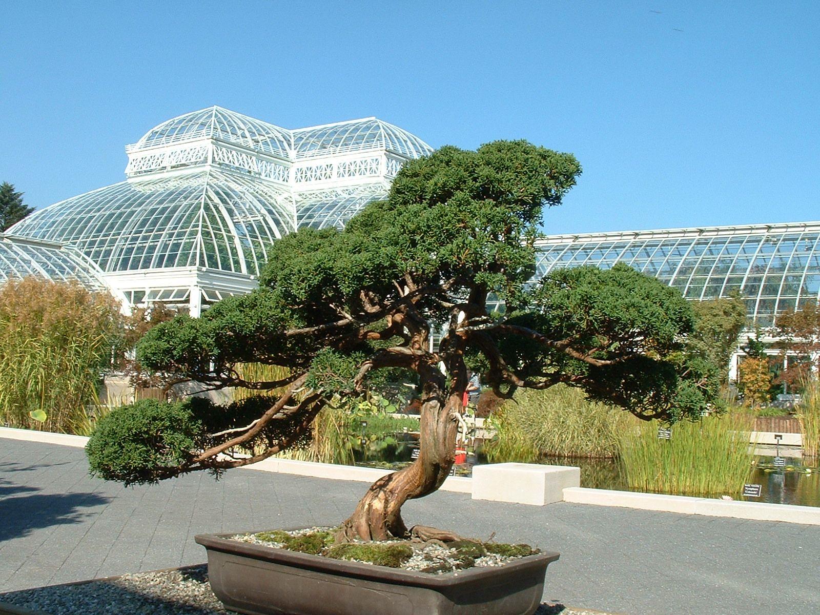 Bonsai Tree: Astonishing Nyc Bonsai Image