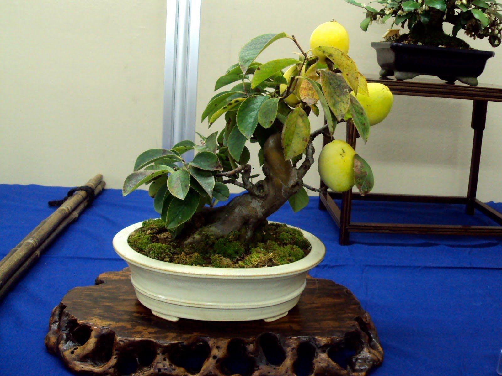 манго растение в домашних условиях фото