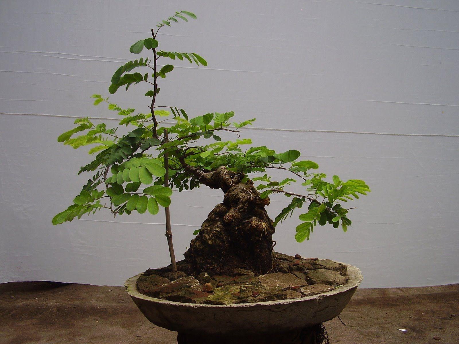 Tamarind Bonsai Trees