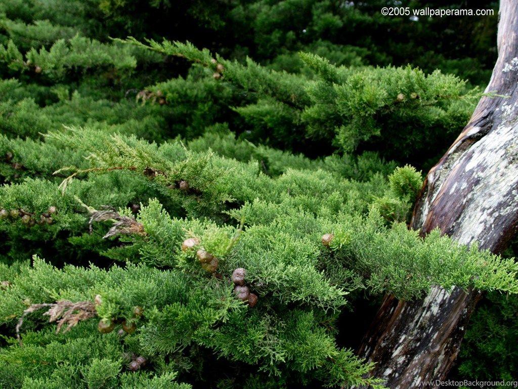 Wallpaper Bonsai Tree Safe 1600x1200 Desktop Background