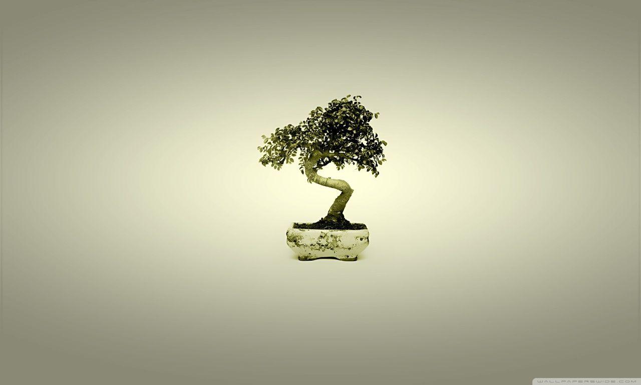 Bonsai Wallpaper