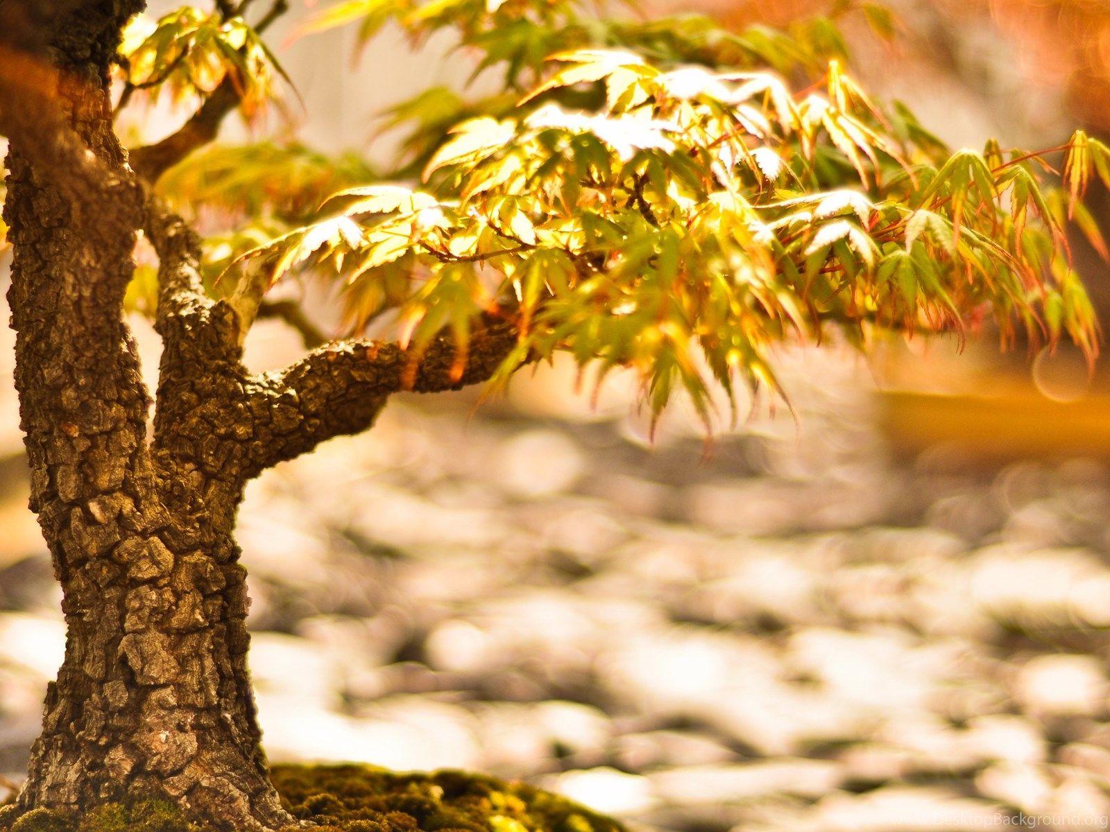 Bonsai Tree HD Wallpaper. 4K Wallpaper Desktop Background
