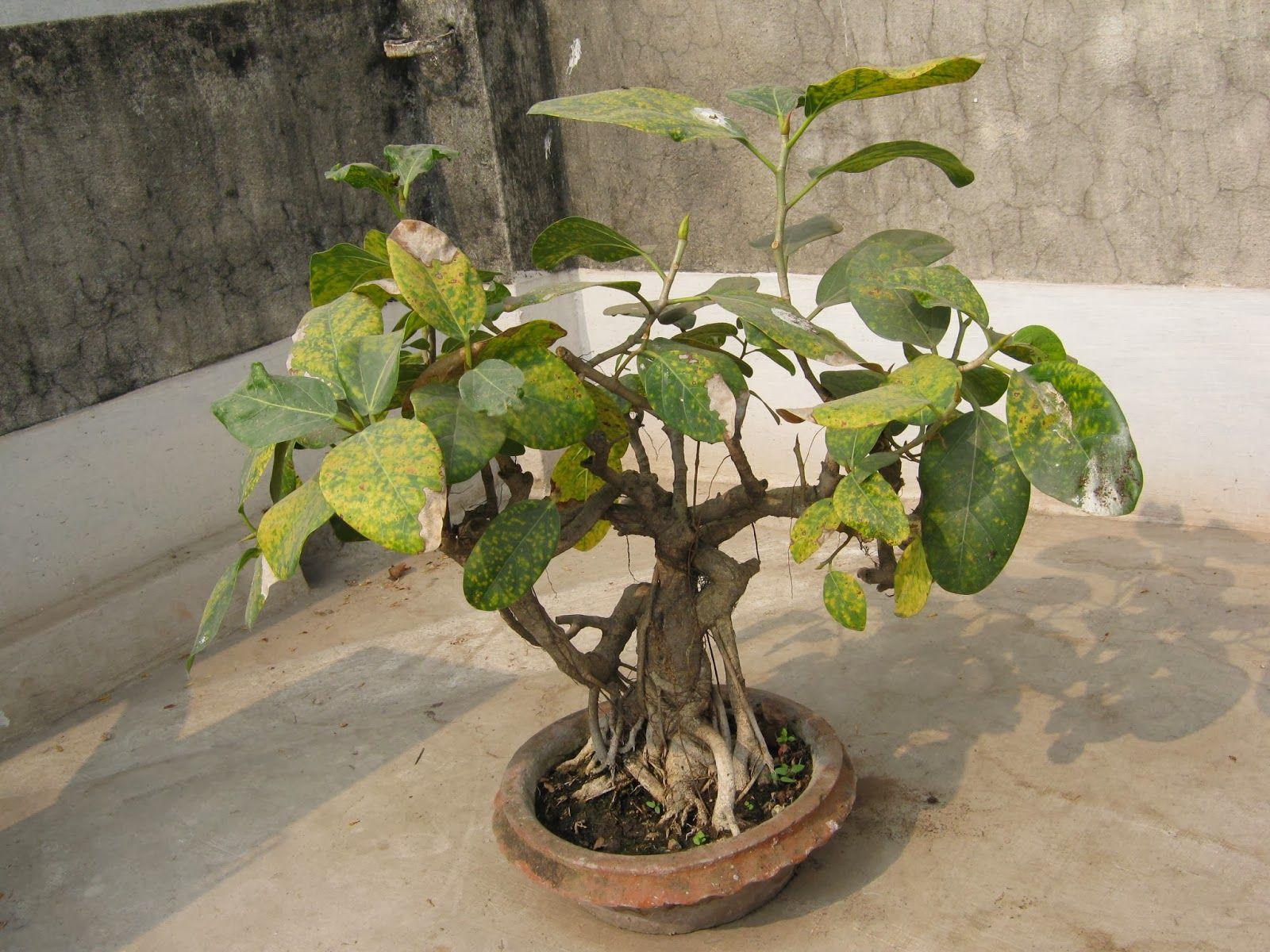 hawaiian umbrella bonsai tree care Bonsai Tree Care