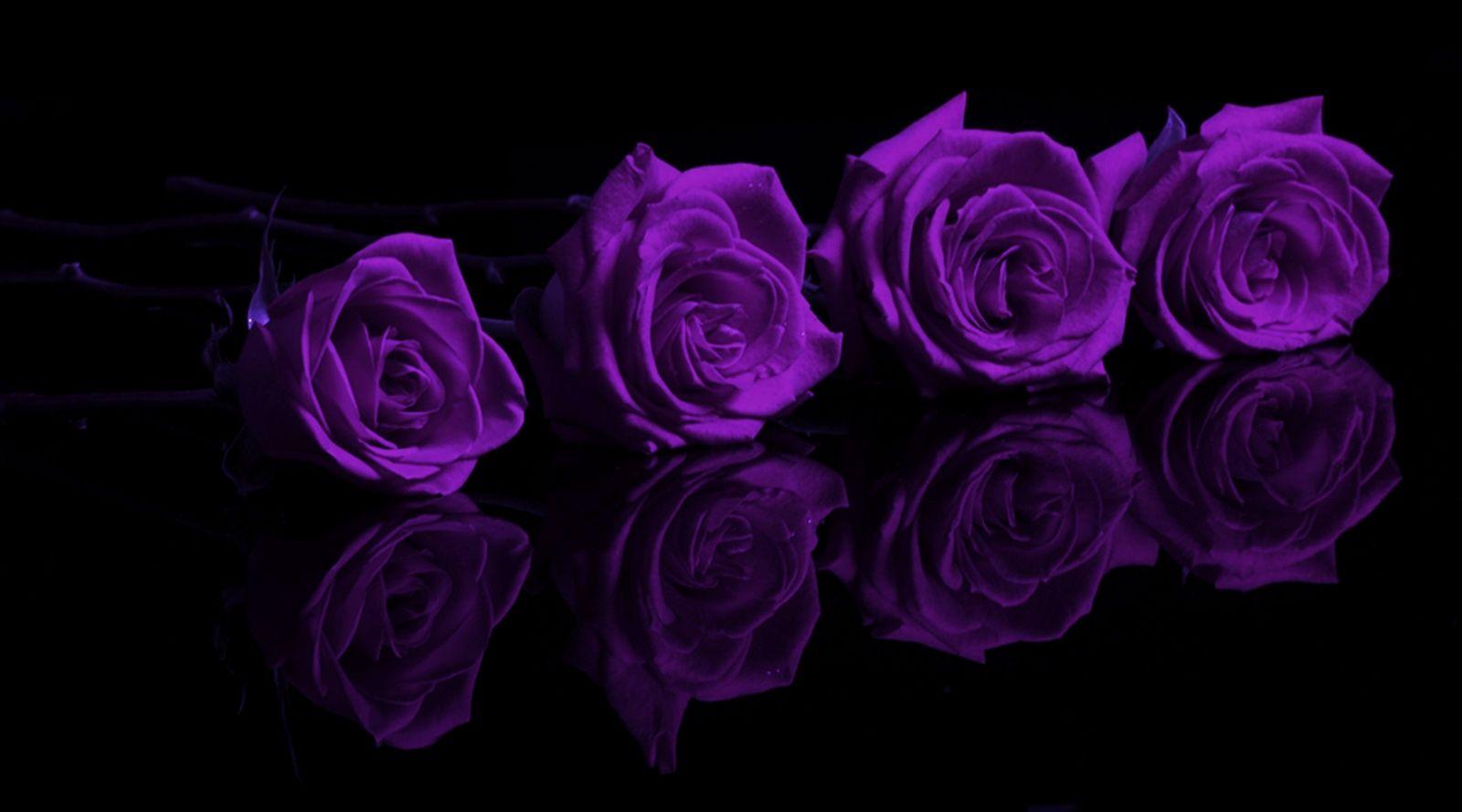 Purple And Black Roses Wallpapers