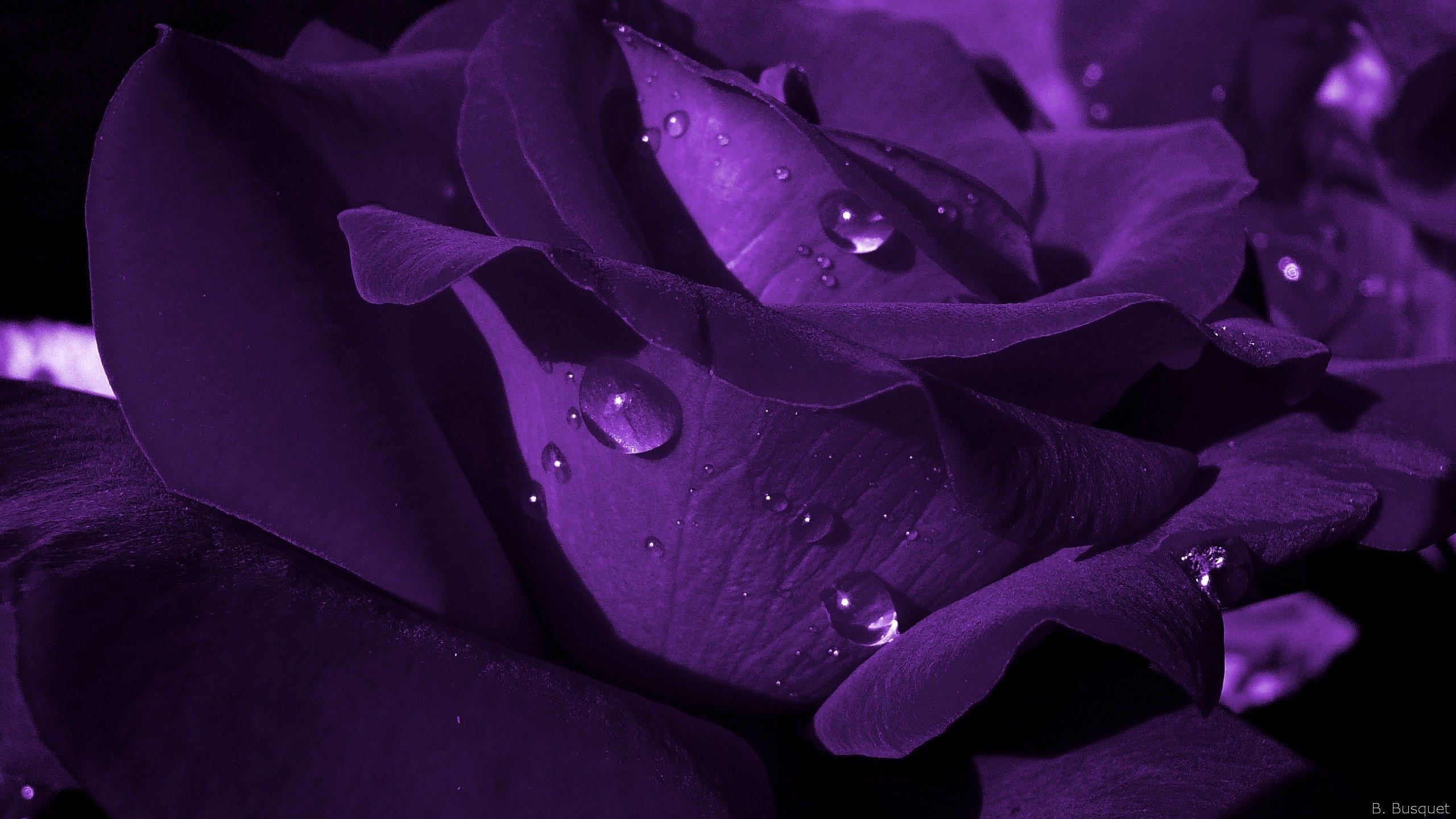 Dark Purple Roses Wallpaper