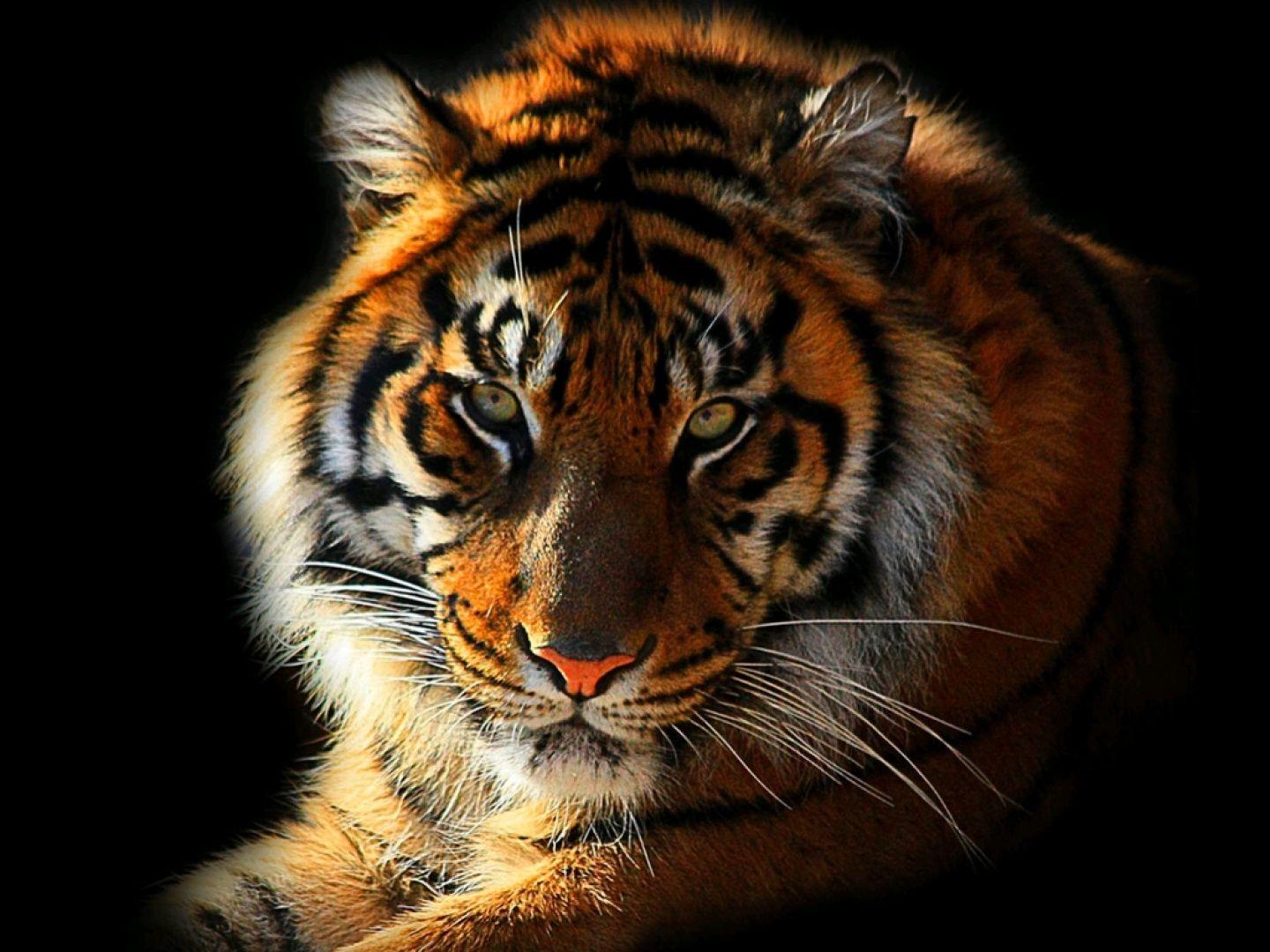 4100 Gambar Wallpaper Harimau Keren Terbaik