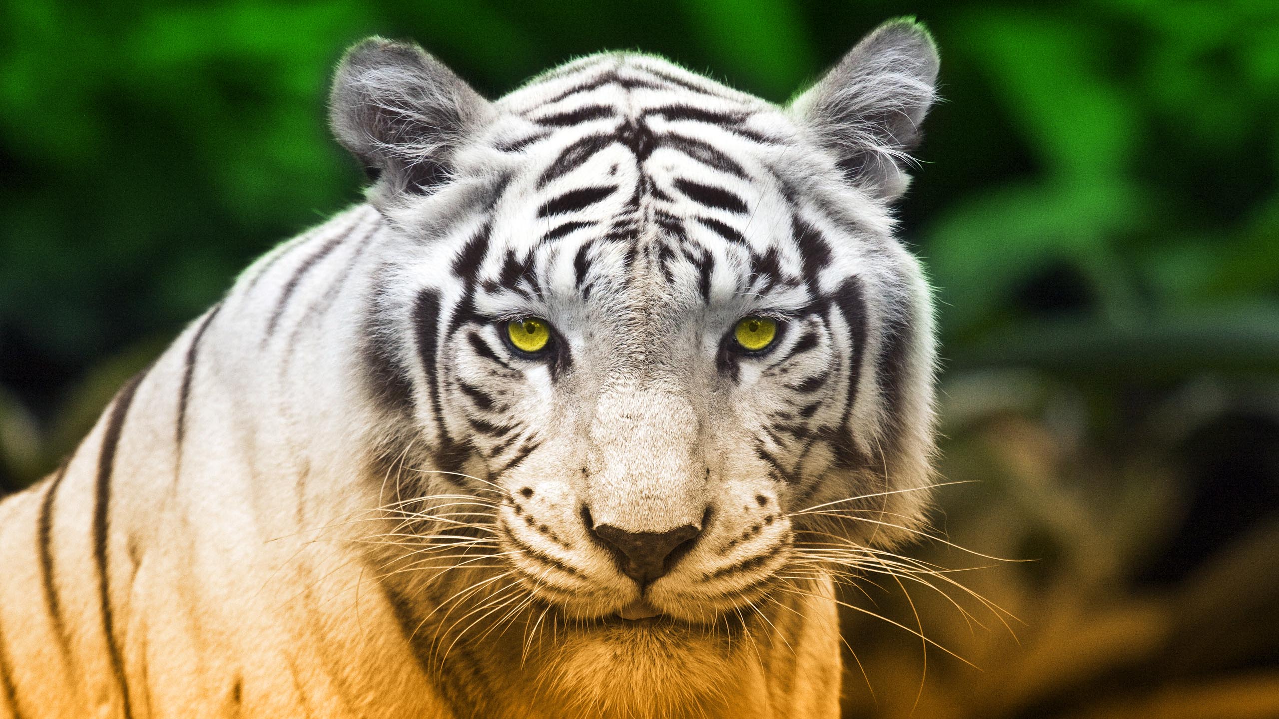 White Tiger HD Wallpaper and Background Image