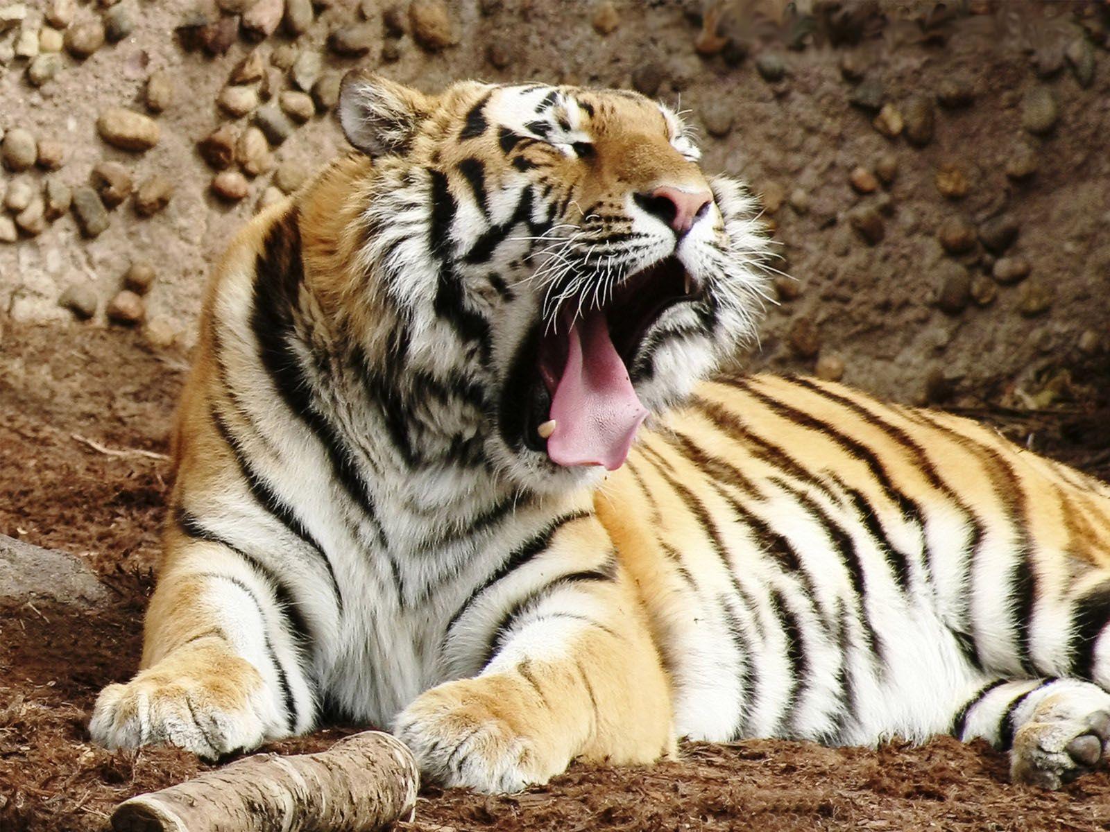 Tiger Photo Wallpaper