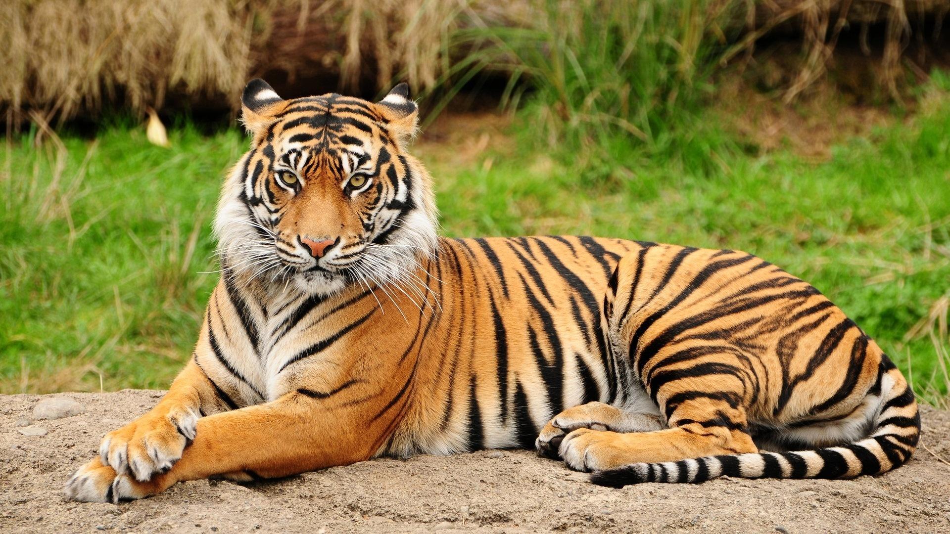 A Lovely Tiger HD desktop wallpaper, Widescreen, High Definition