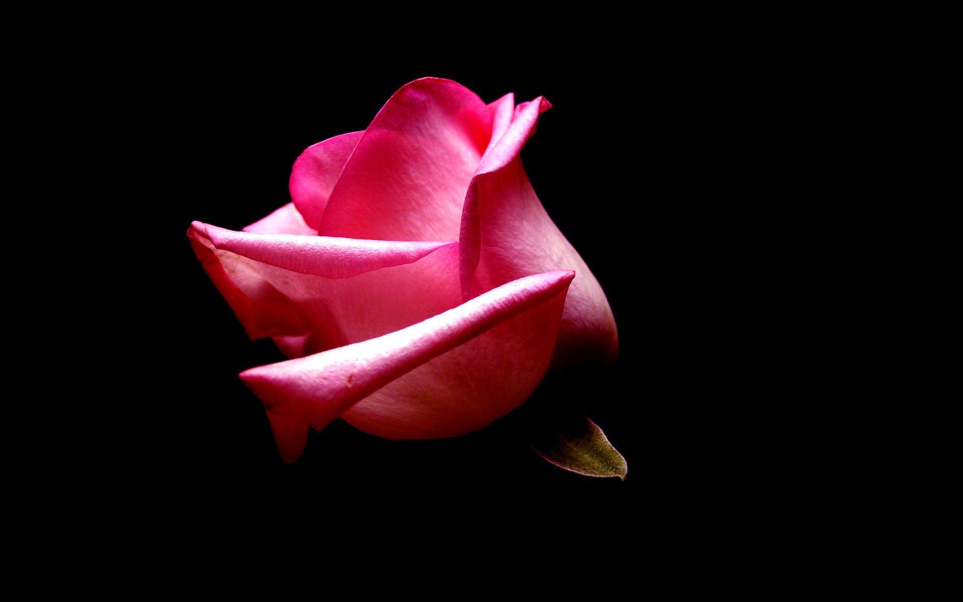 Photography Roses Flowers Rose Lonely Beautiful Pink Nature Hurt