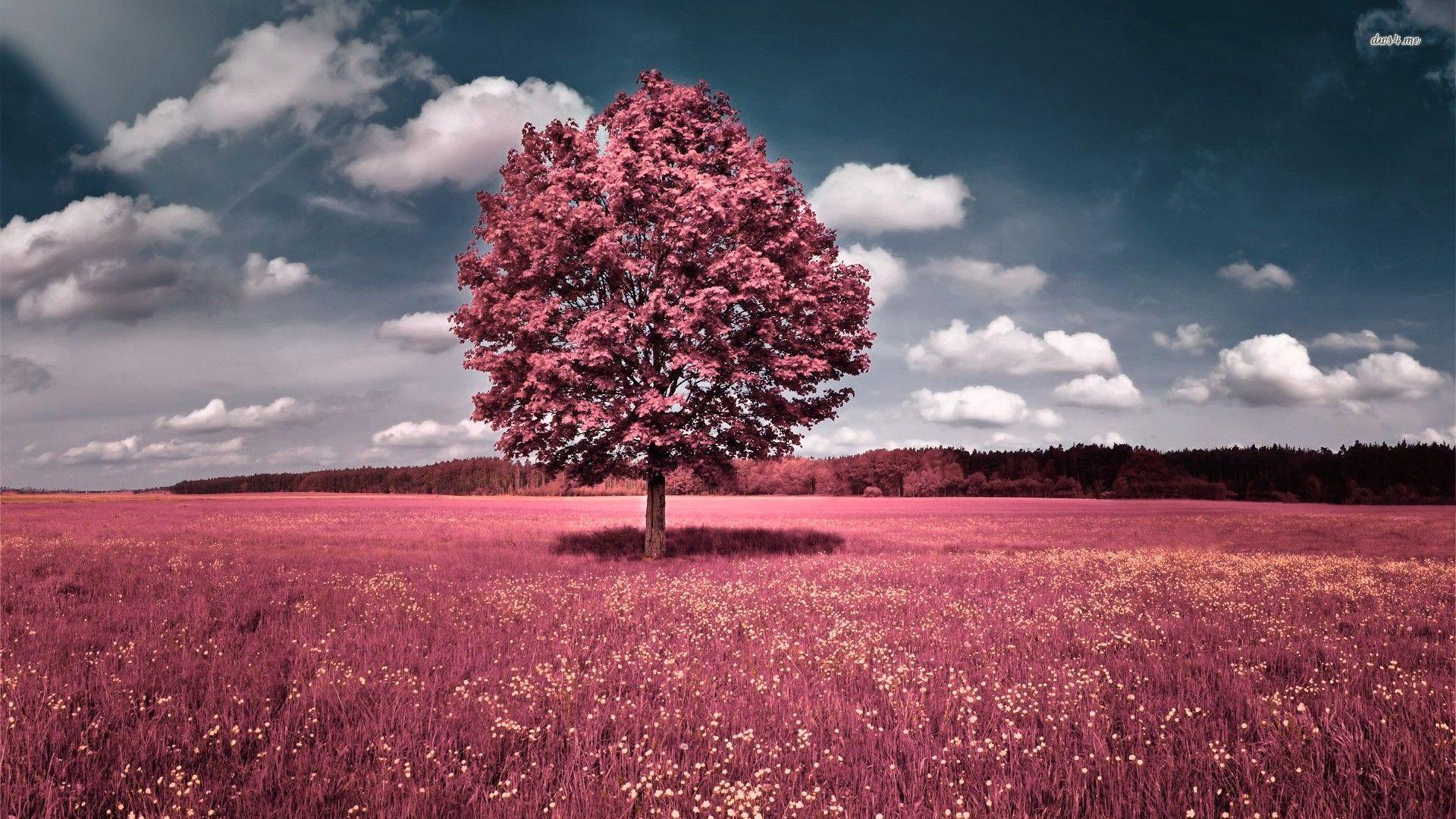 Pink field and tree wallpaper wallpaper