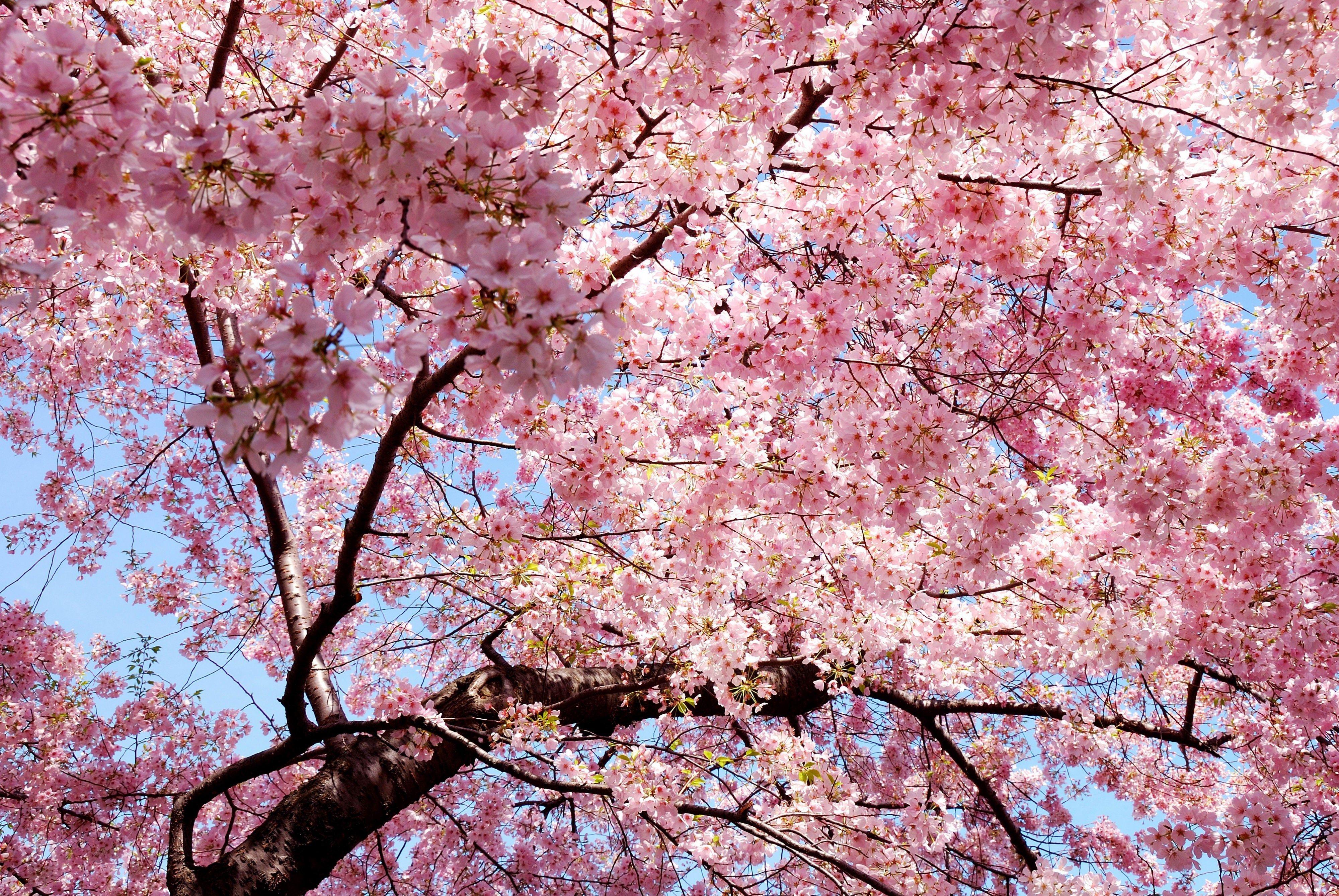 cherry blossom tree desktop wallpaper wallpaper