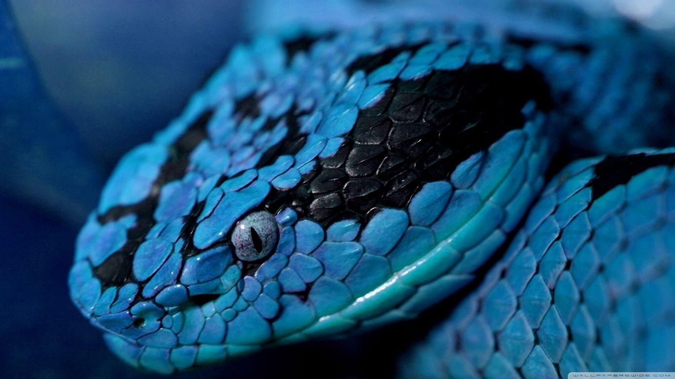 Blue Snake ❤ 4K HD Desktop Wallpaper for 4K Ultra HD TV • Tablet