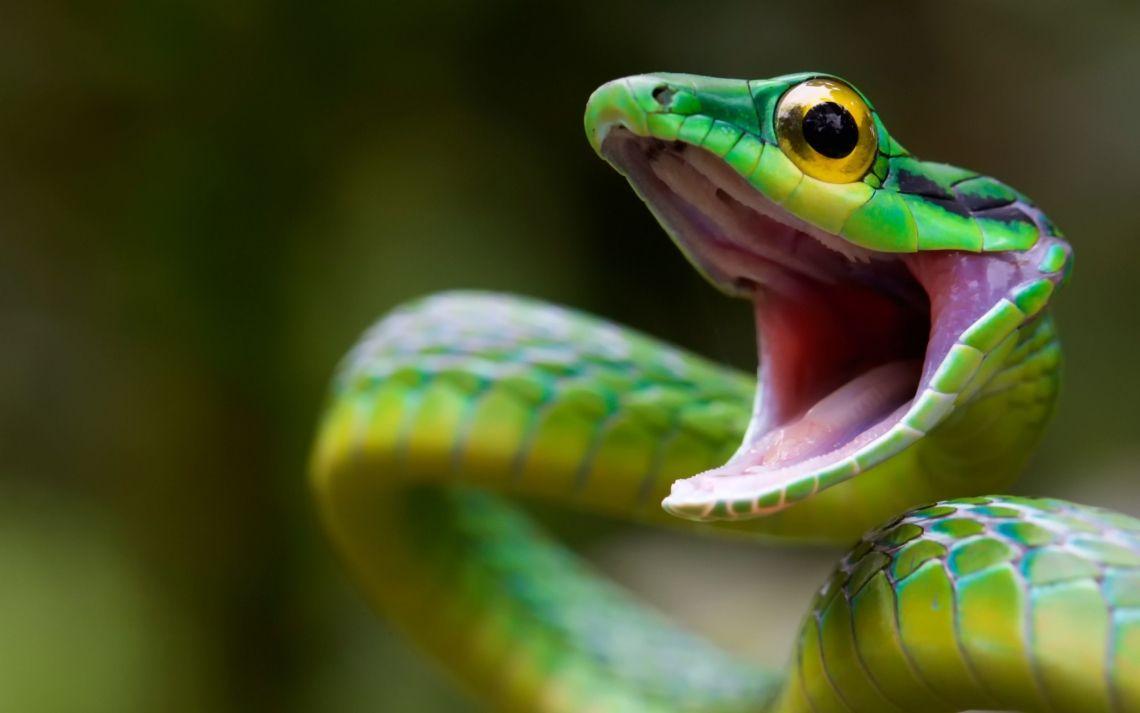 Free photo of Green Snakes HD Wallpaper