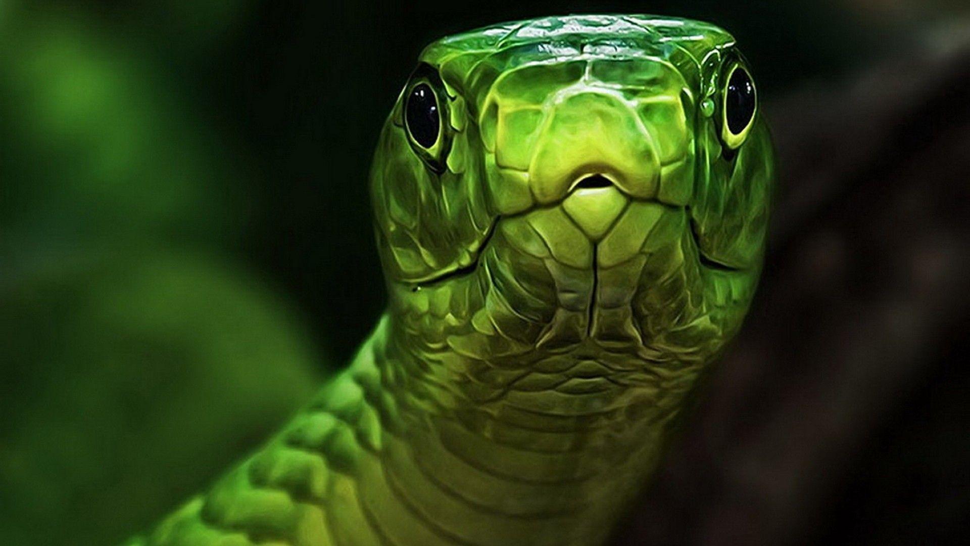 Green Snake HD Wallpaper FullHDWpp HD Wallpaper 1920x1080