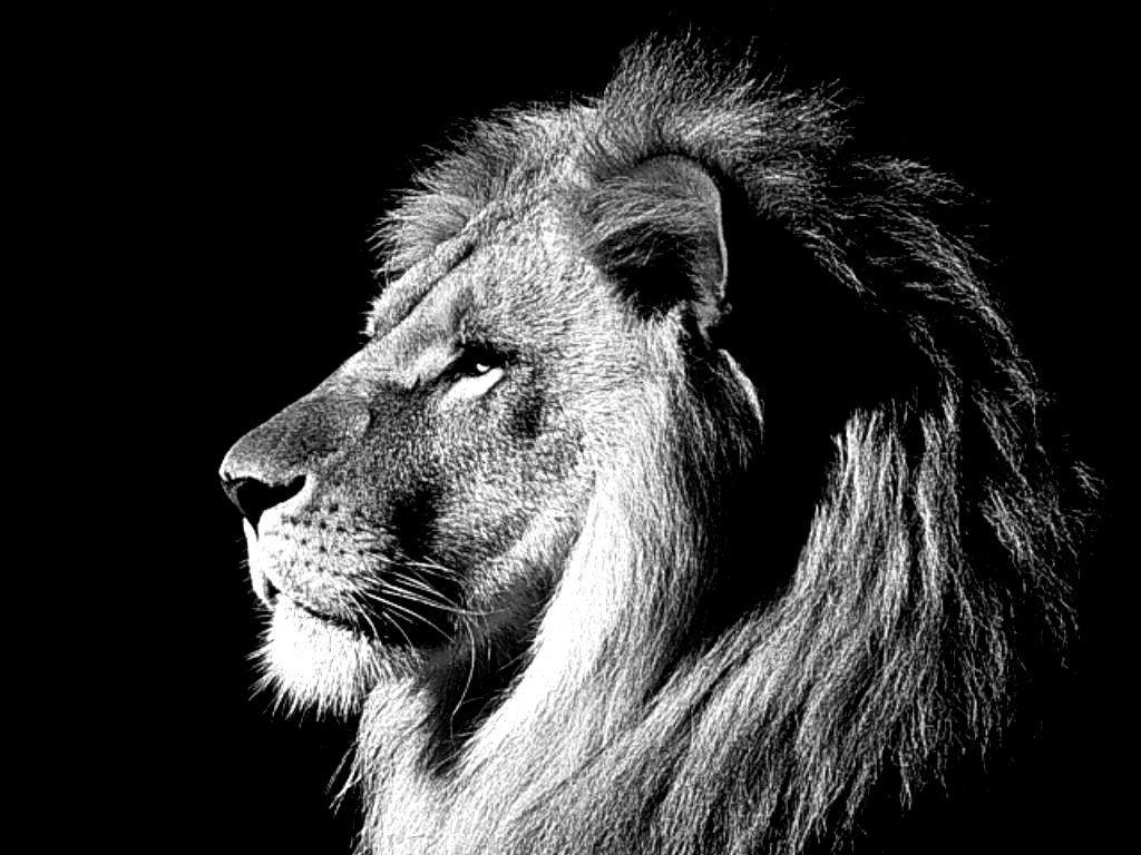 Lion Black And White Cool Background 1024×768