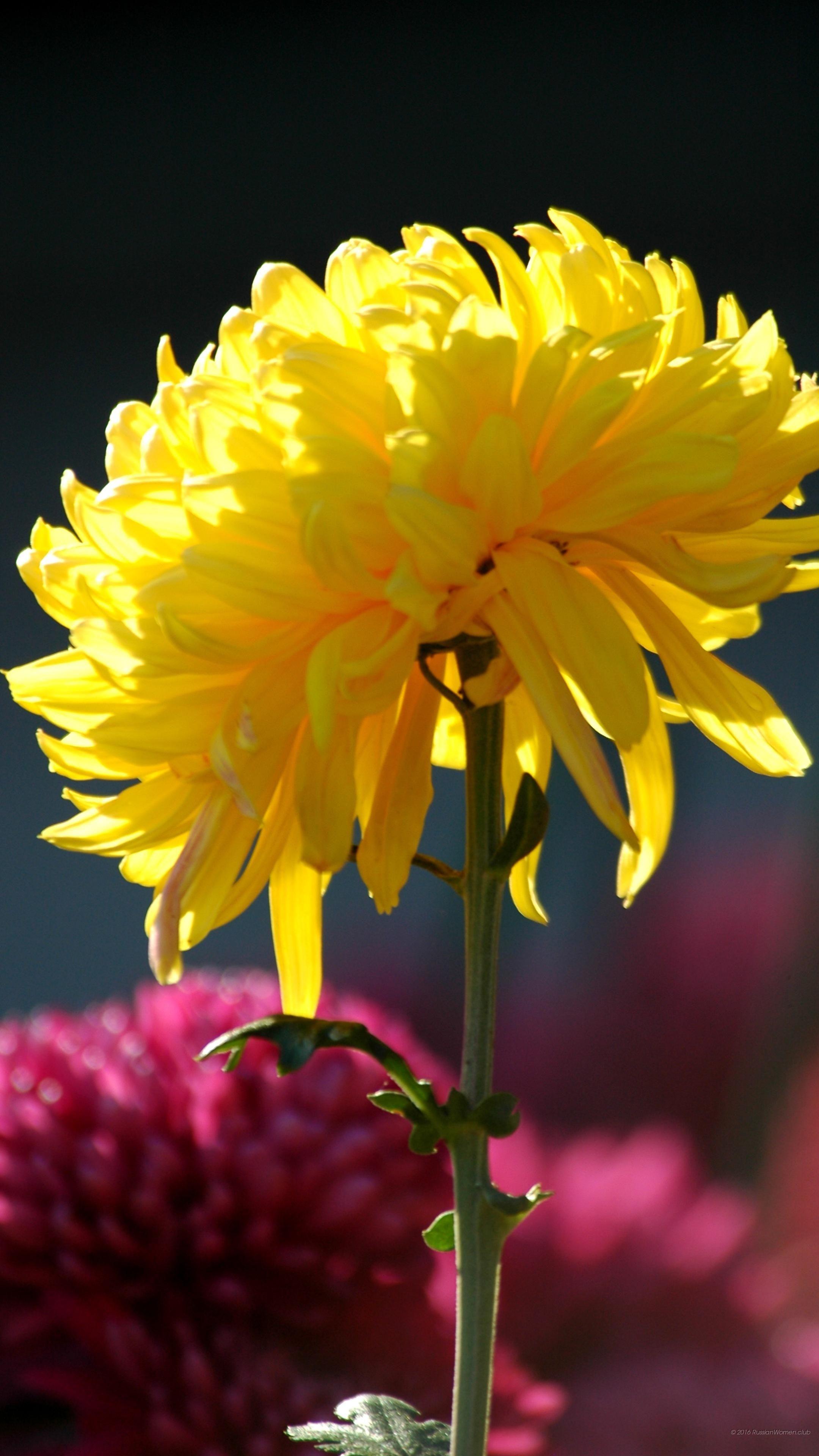 Mobile Screen Wallpaper HD. (46++ Wallpaper)