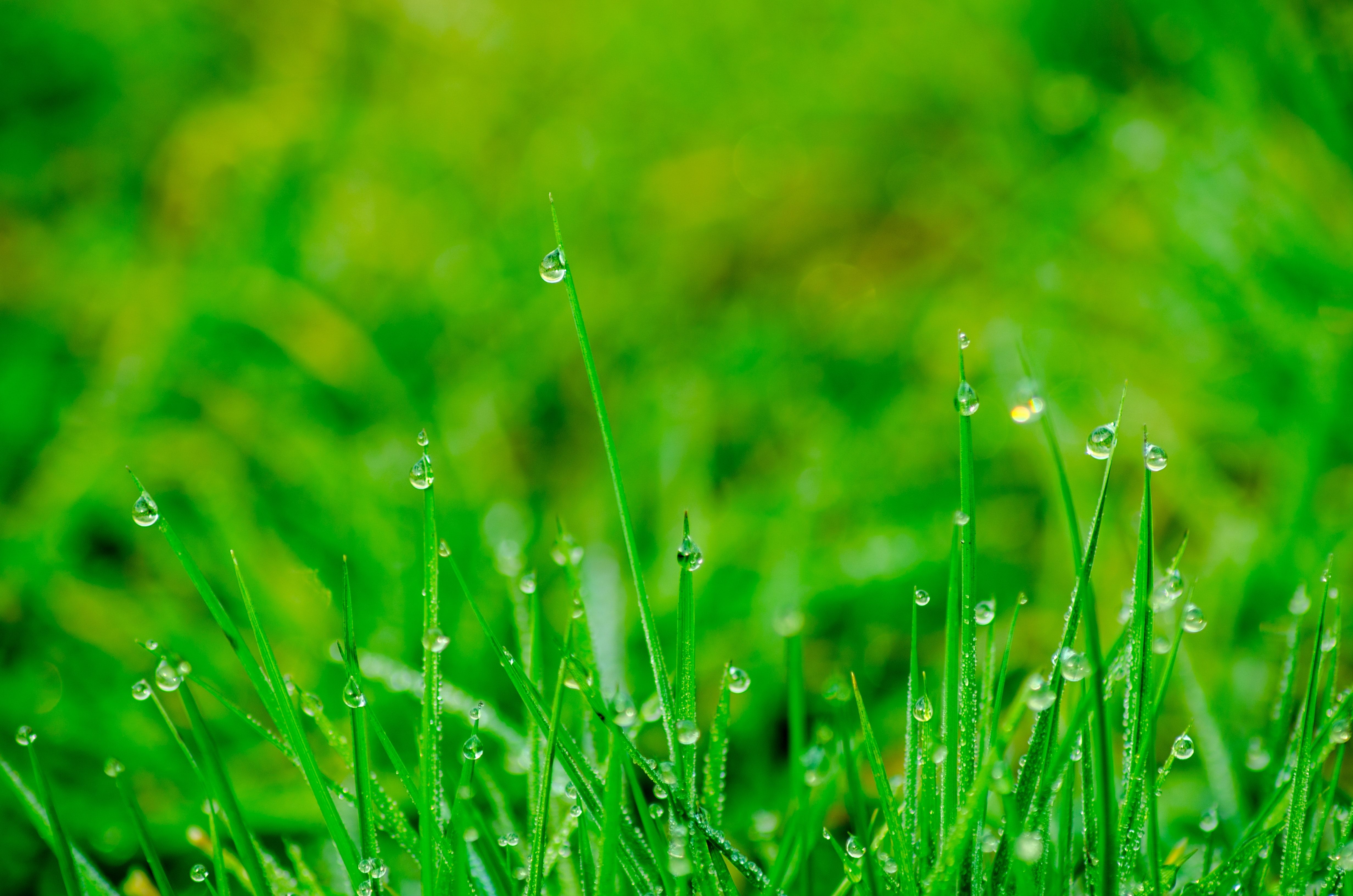 Beautiful Grass Background Photo