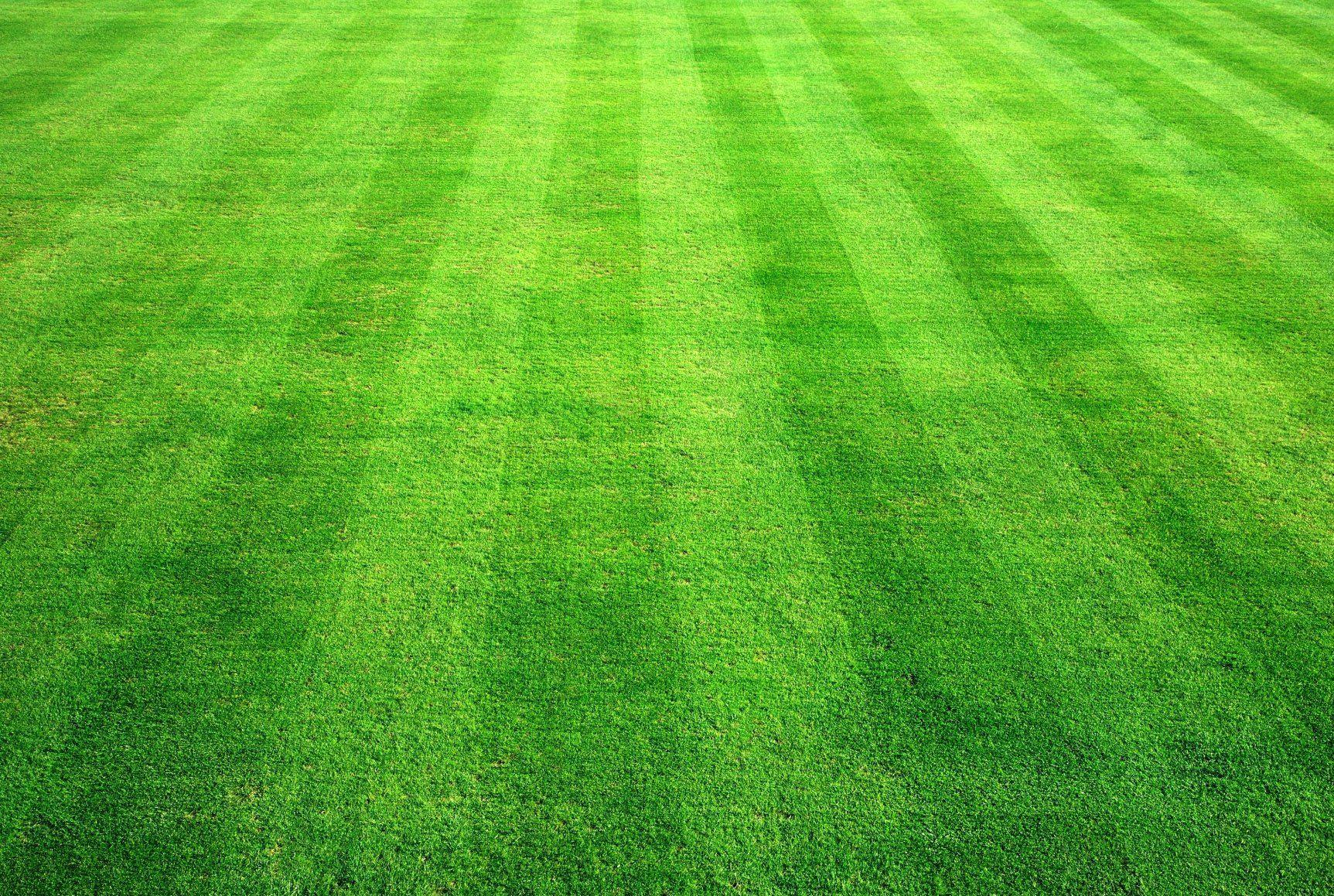 Grass. Bowling Green Grass Background