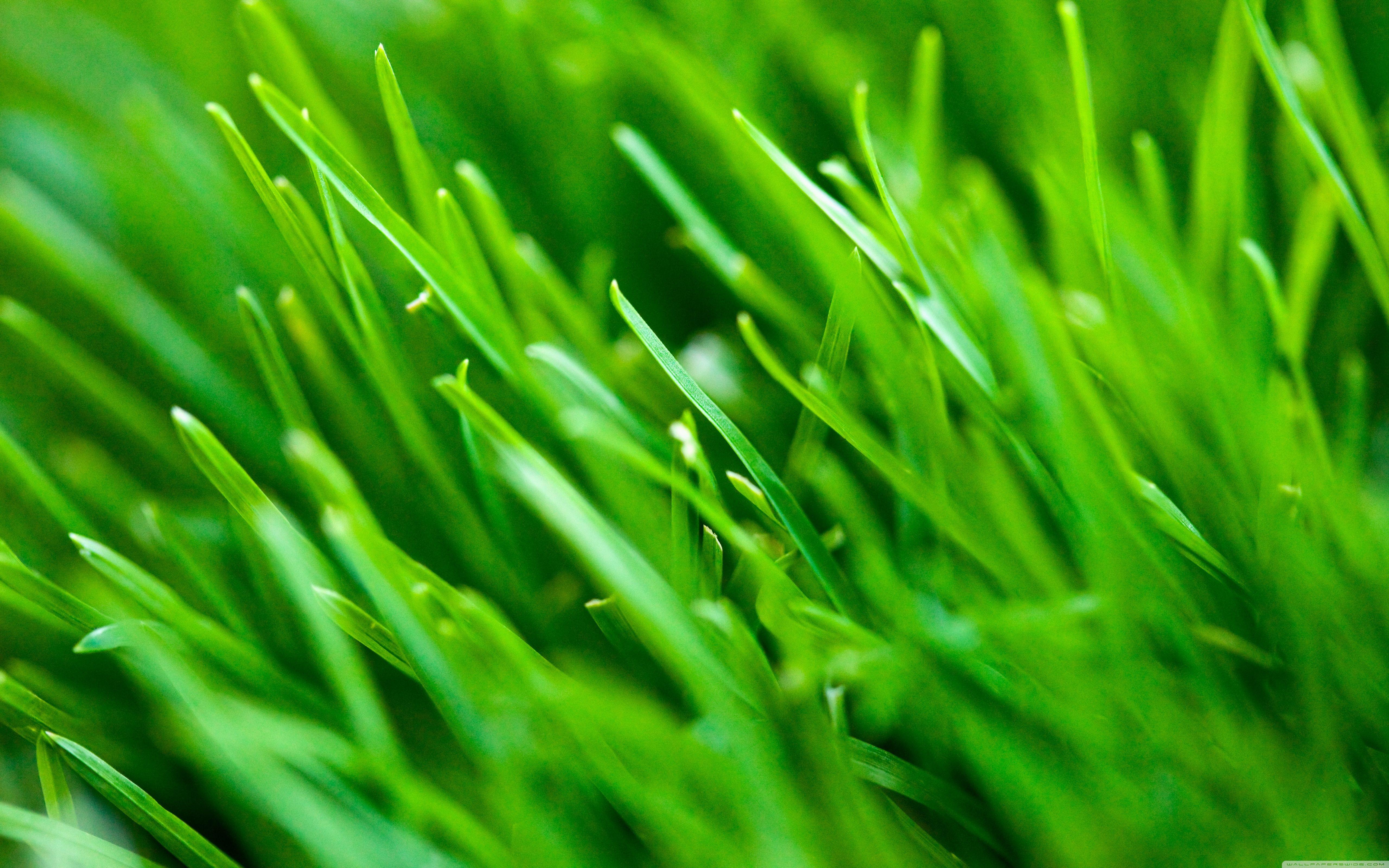 Green Grass Background ❤ 4K HD Desktop Wallpaper for 4K Ultra HD TV