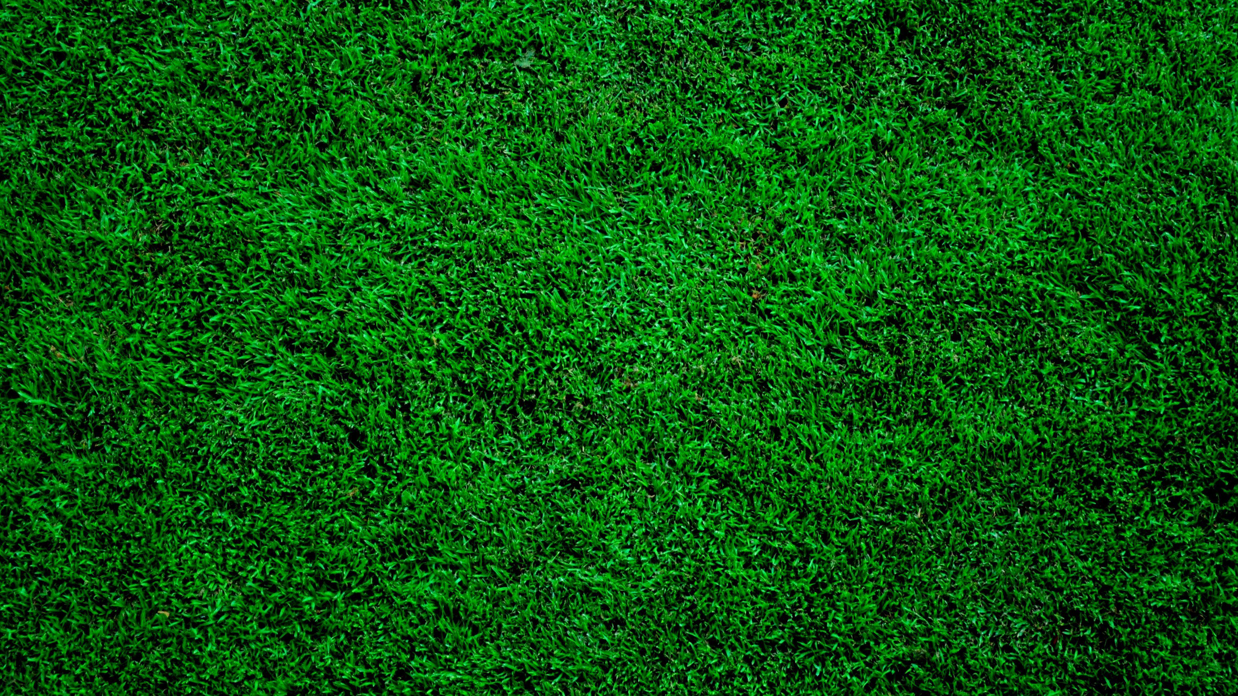Wallpaper For > Dark Green Grass Background. Flowers And Gardens