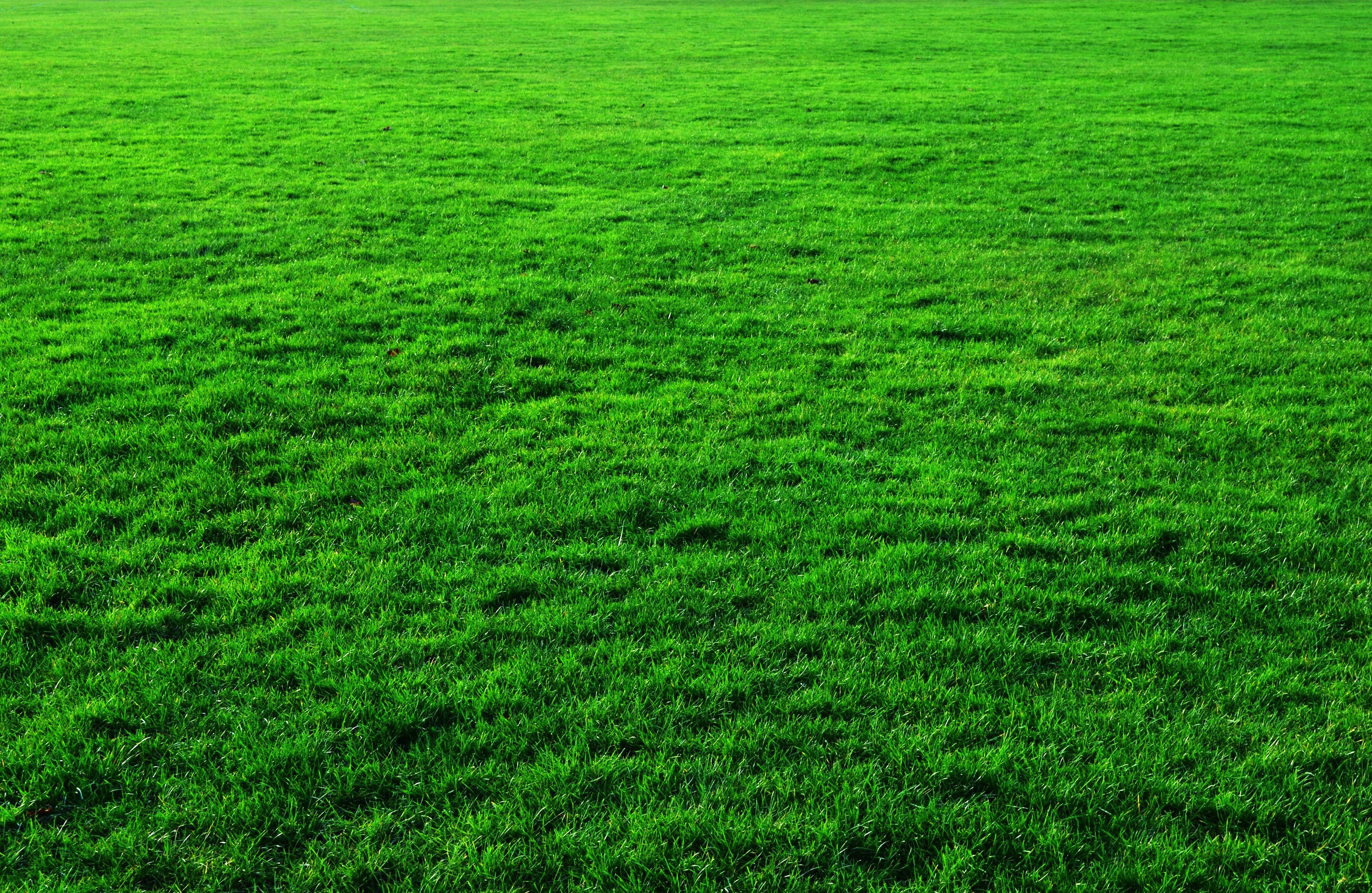 Green Grass Background image Domain