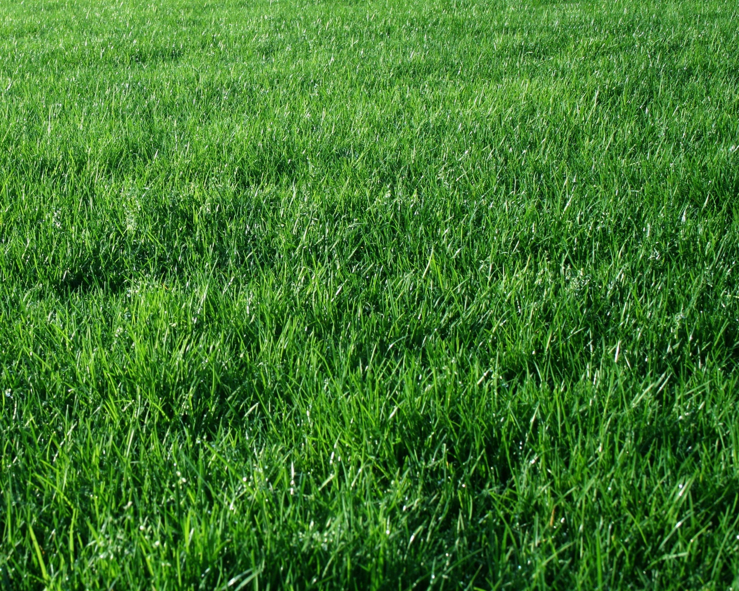 Green Grass Background Quality Image