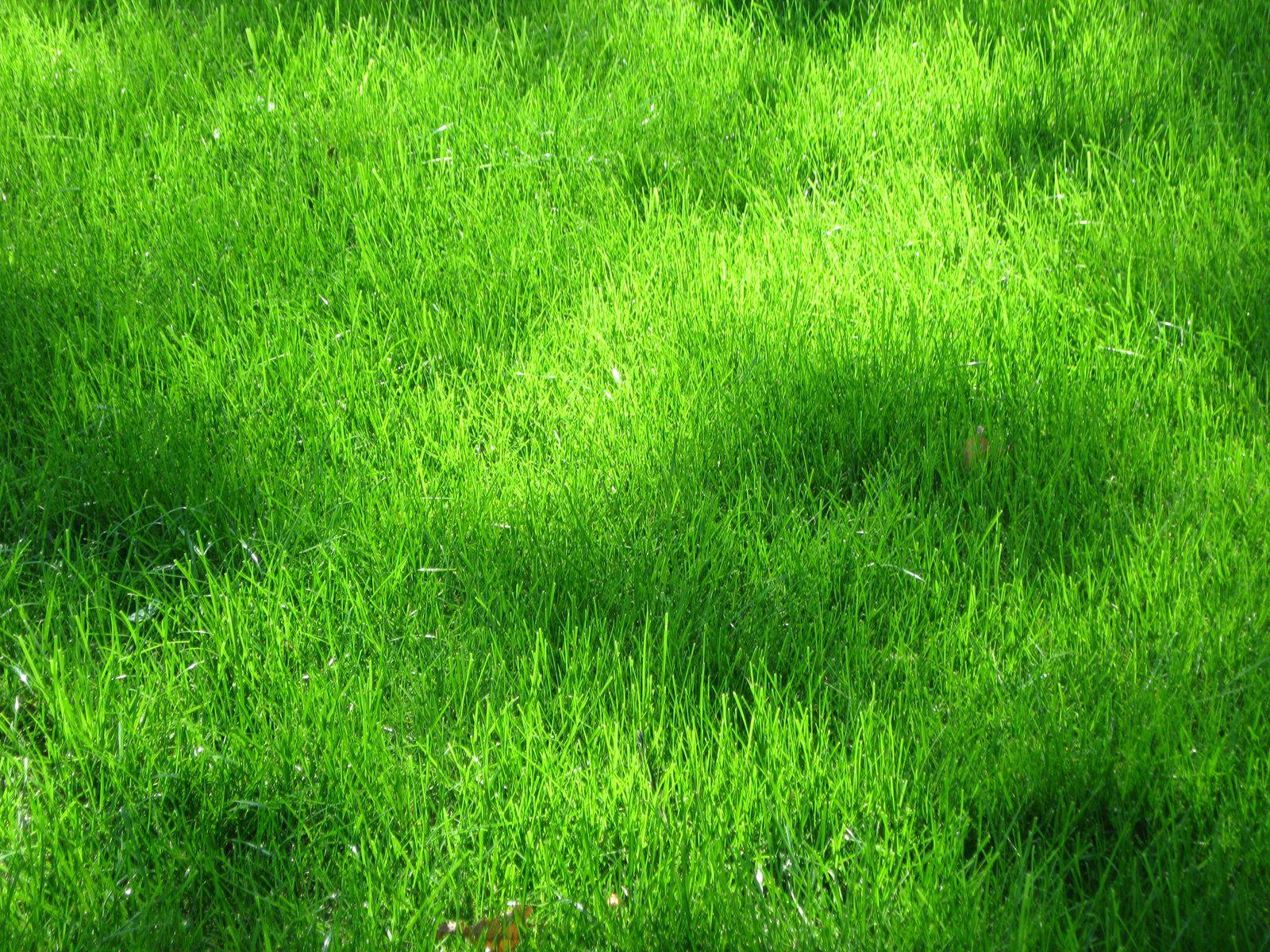 Green Grass Background Seven. Photo Texture & Background